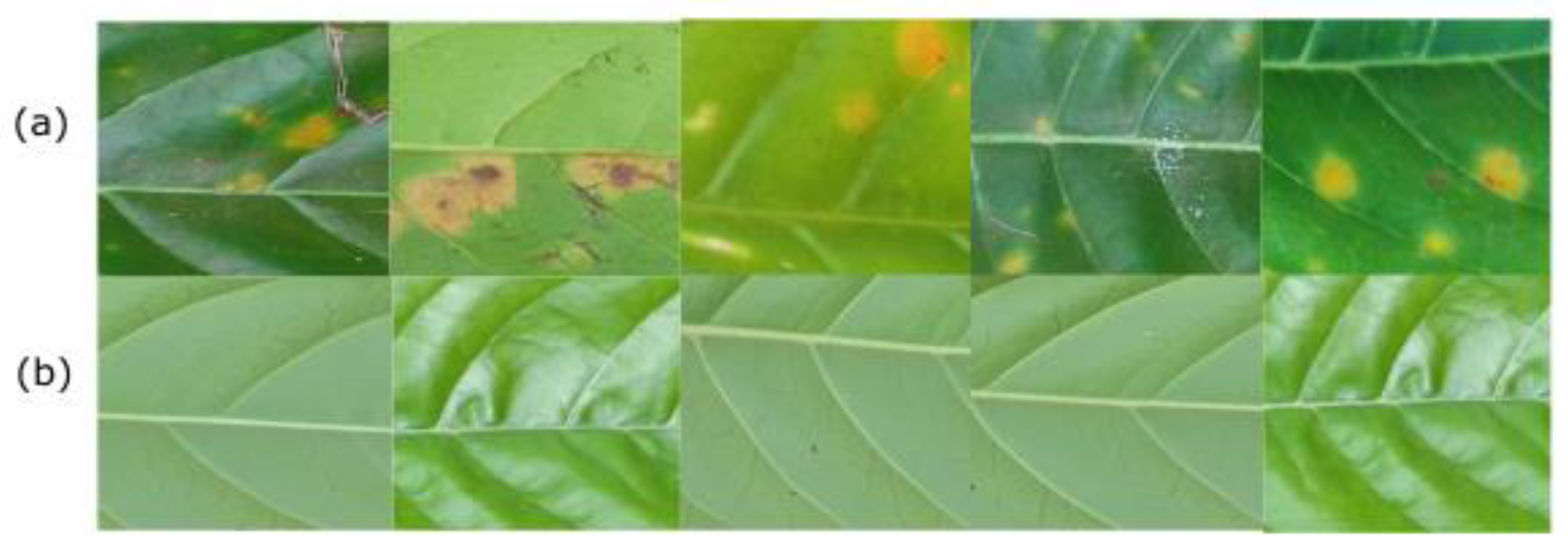 Plants 10 01257 g007