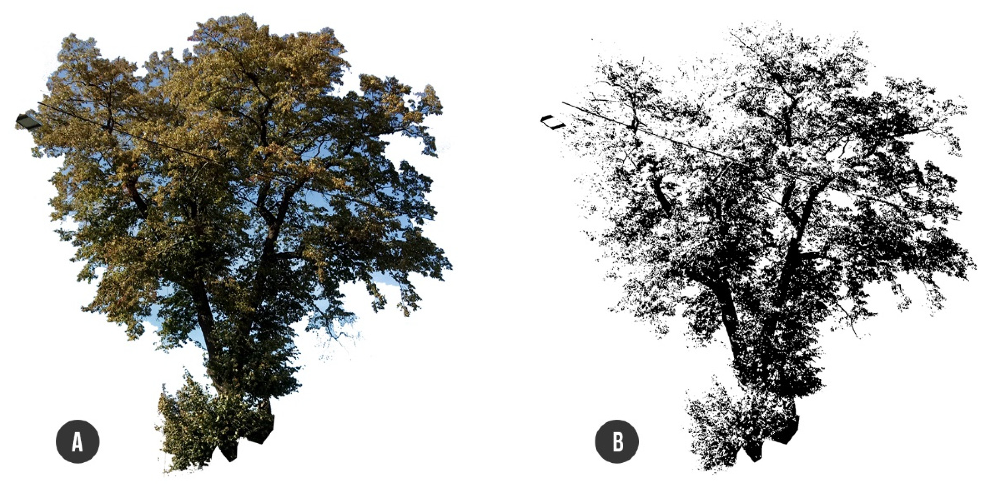 Plants 10 01284 g004