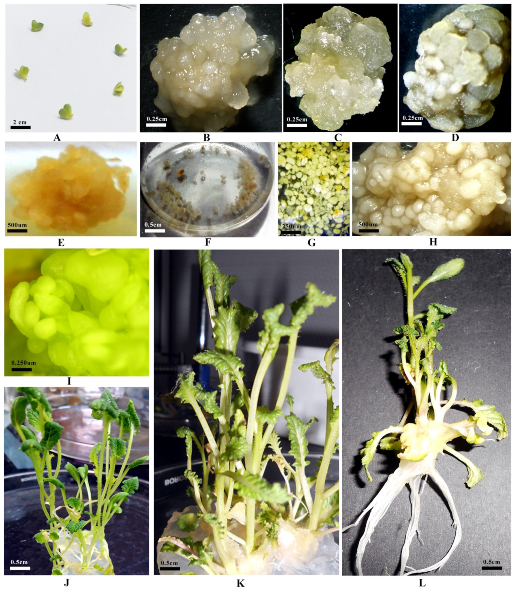 Plants 10 01297 g001