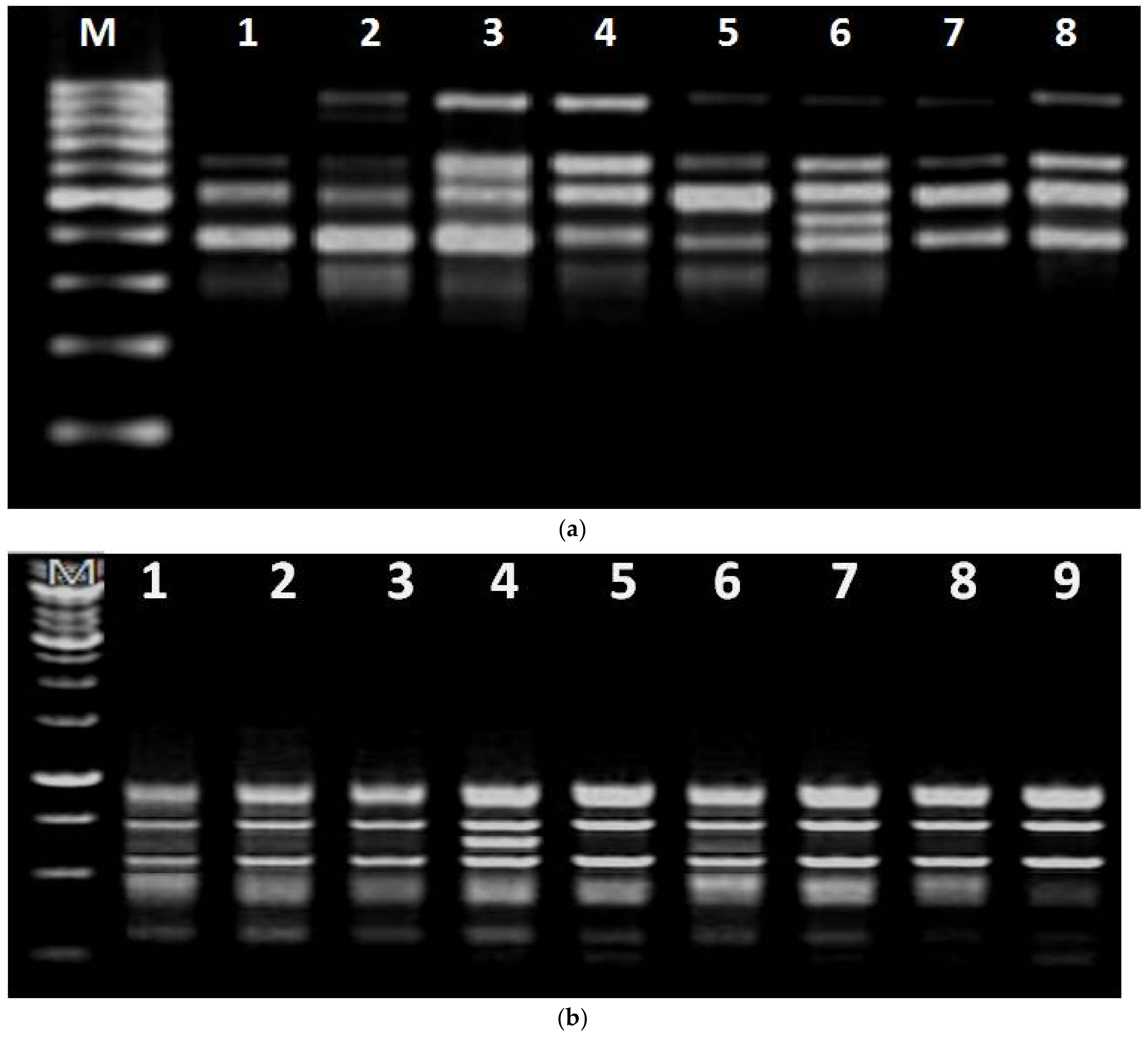 Plants 10 01297 g005