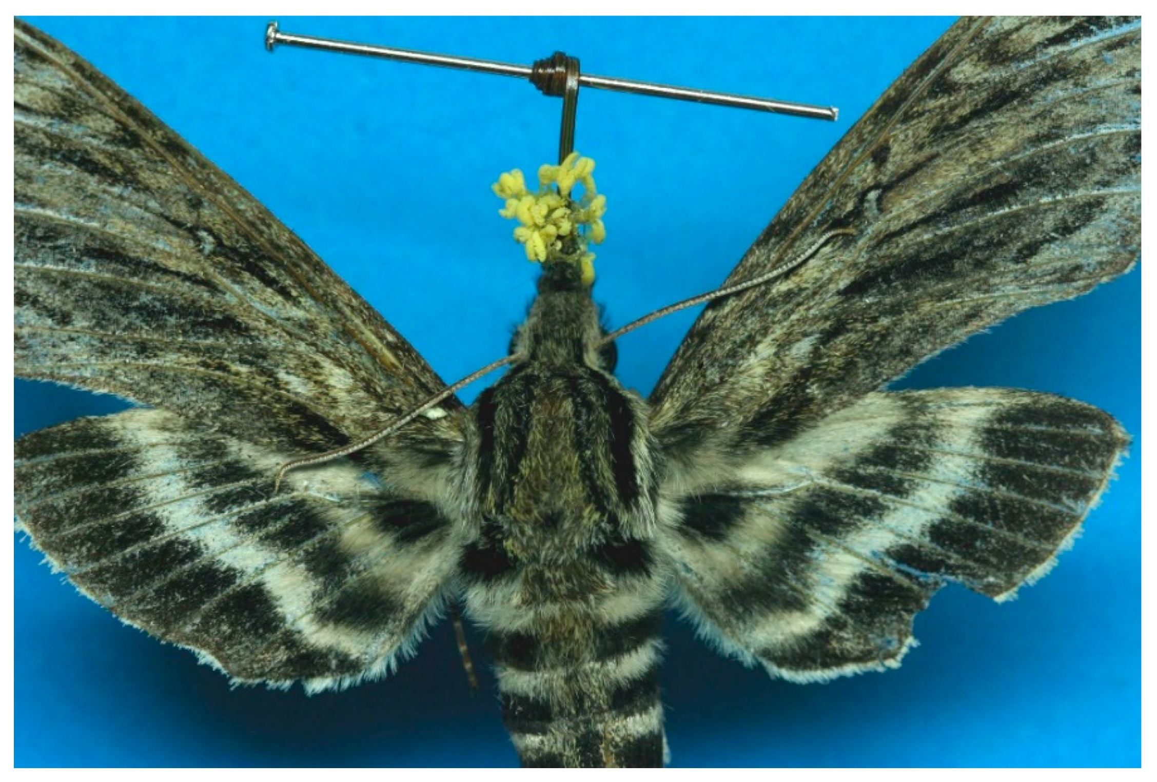 Plants 10 01308 g003