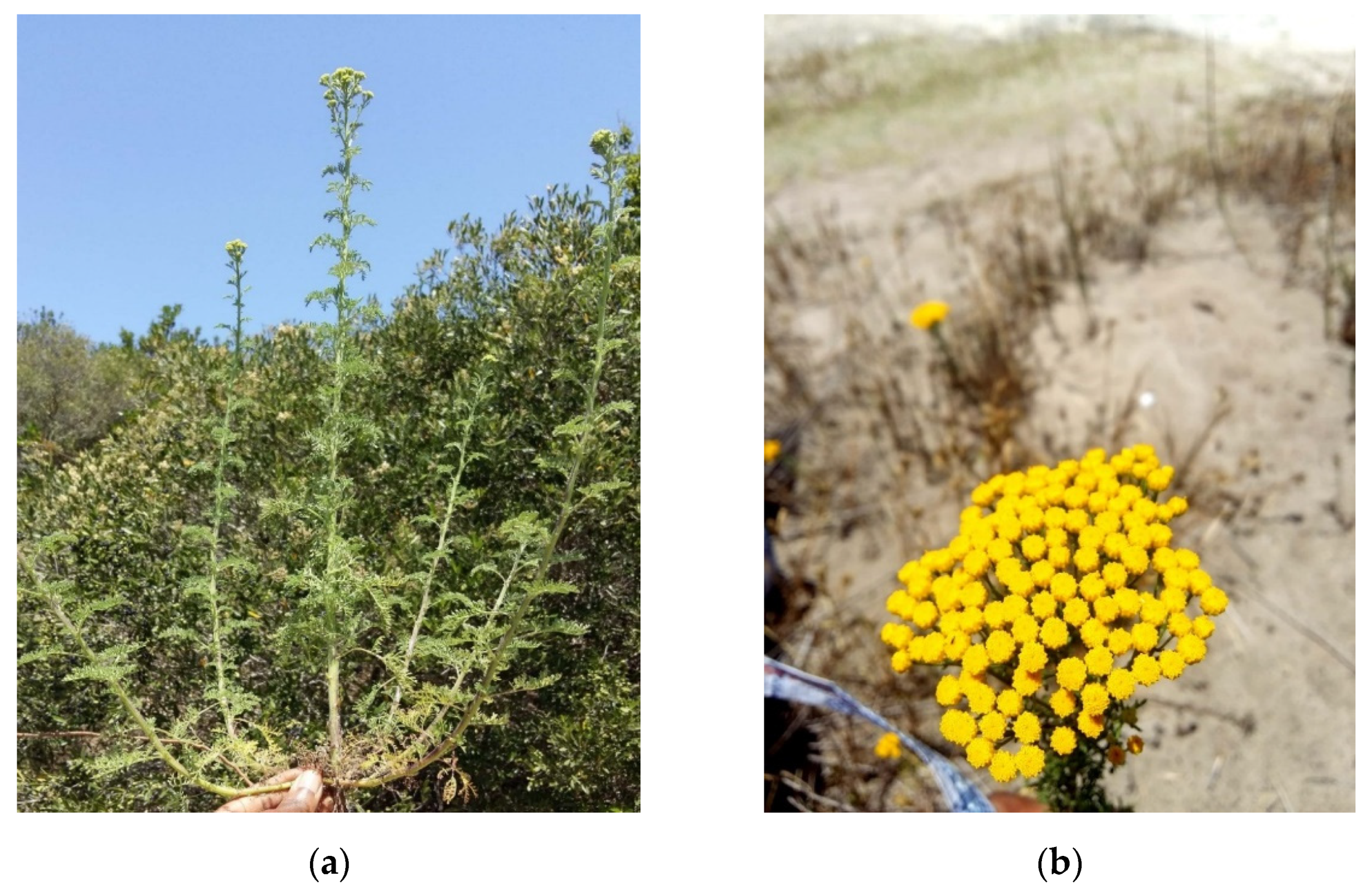 Plants 10 01315 g001