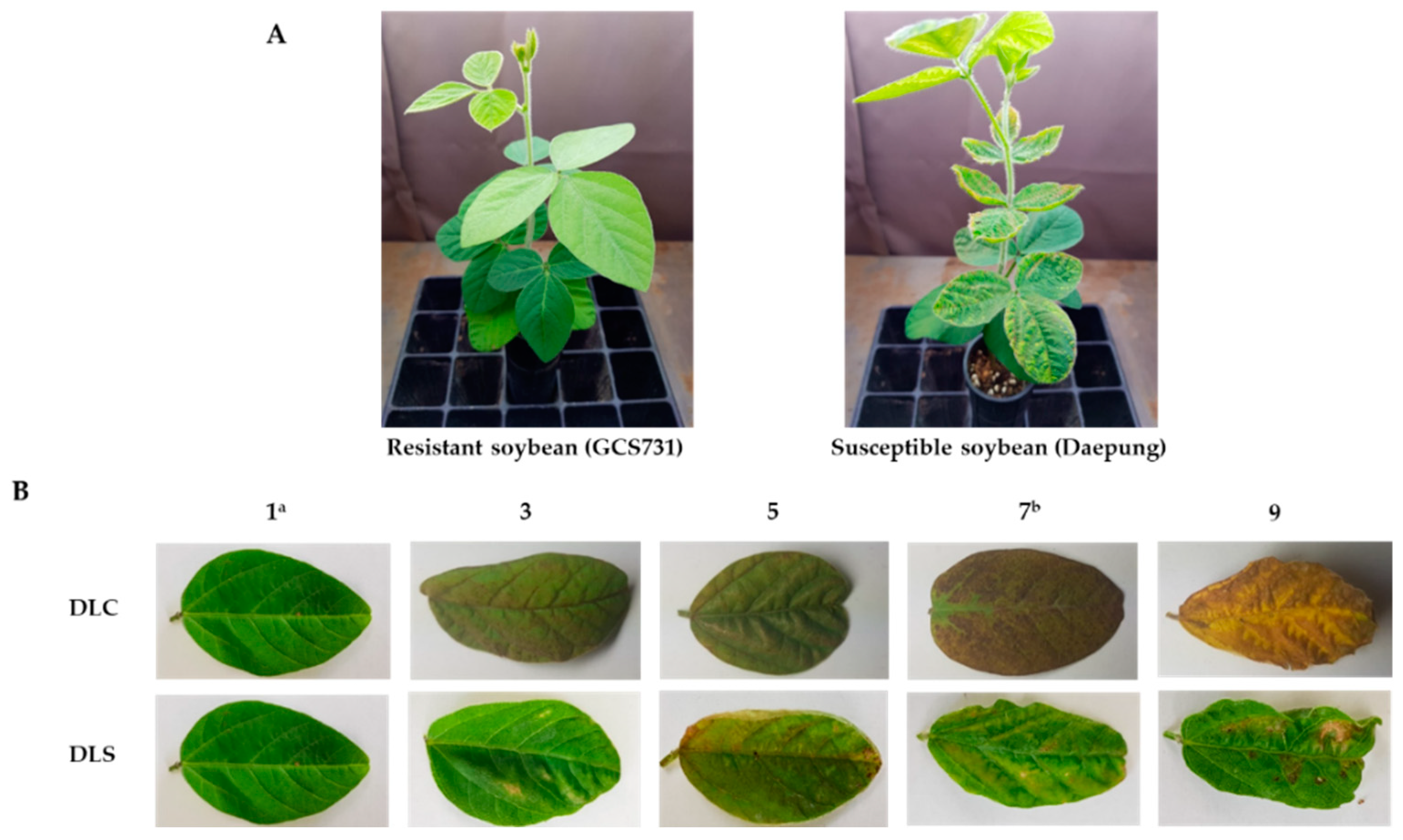 Plants 10 01335 g006