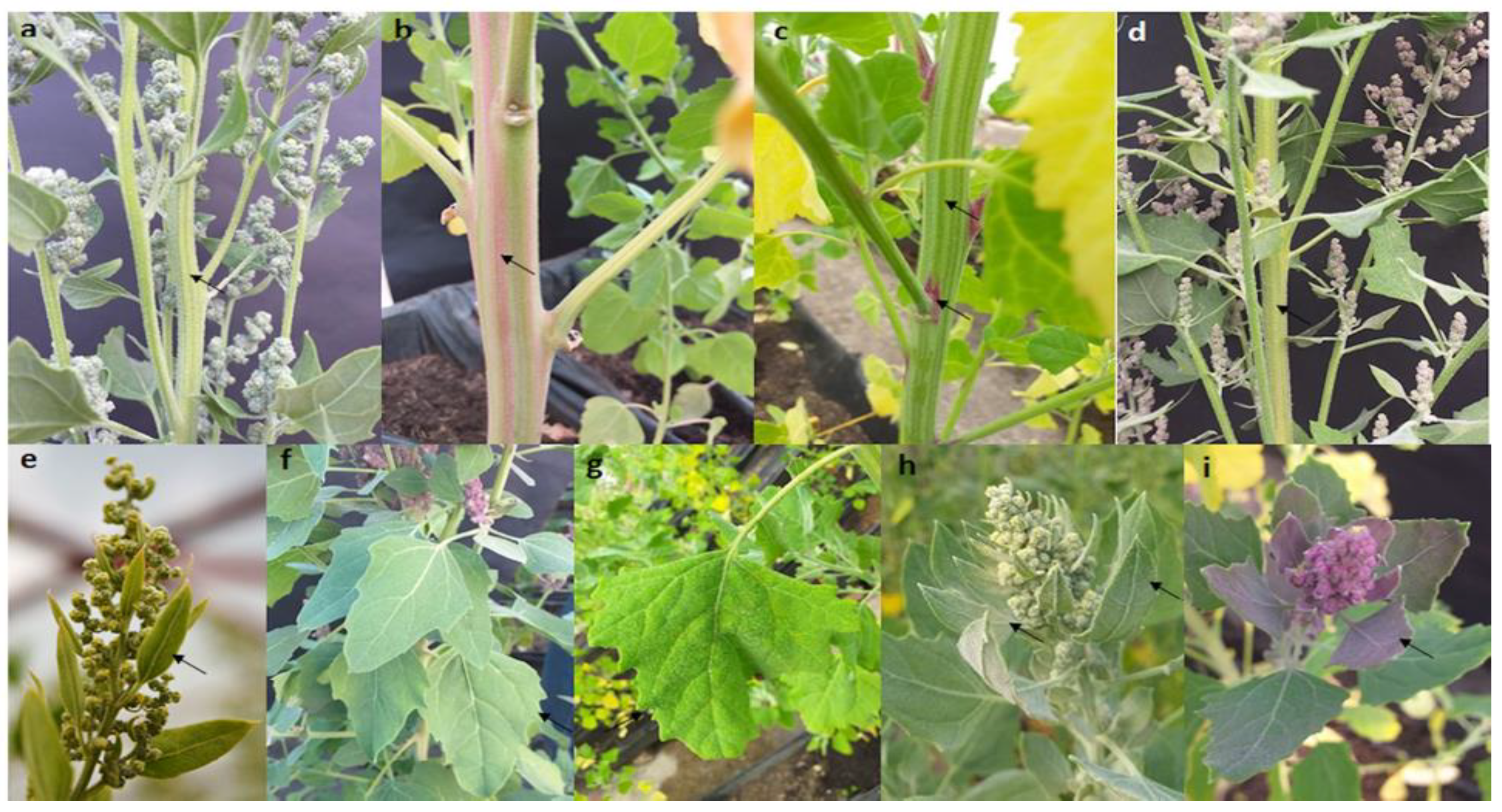 Plants 10 01339 g003 Plants 10 01339 g003