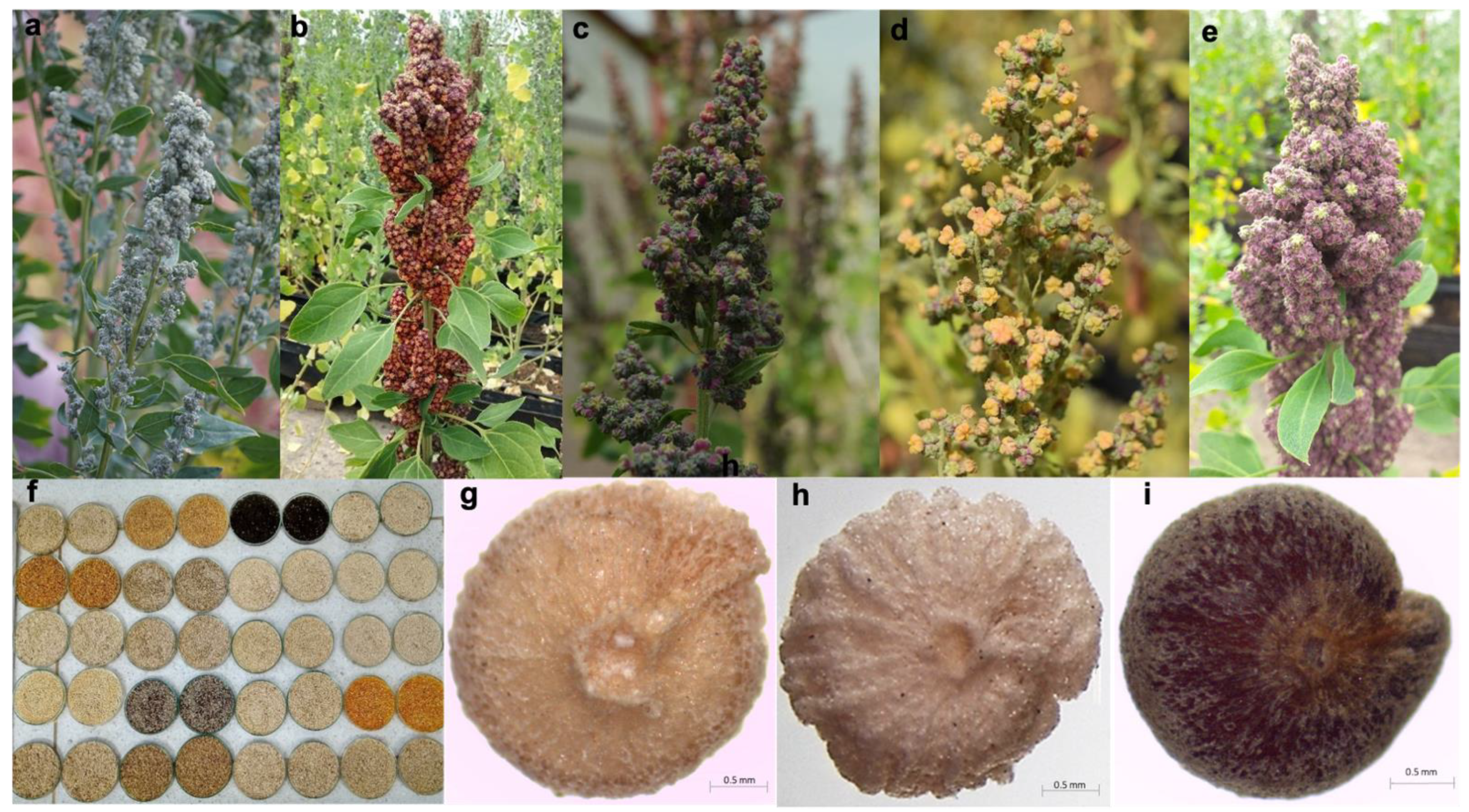 Plants 10 01339 g004 Plants 10 01339 g004