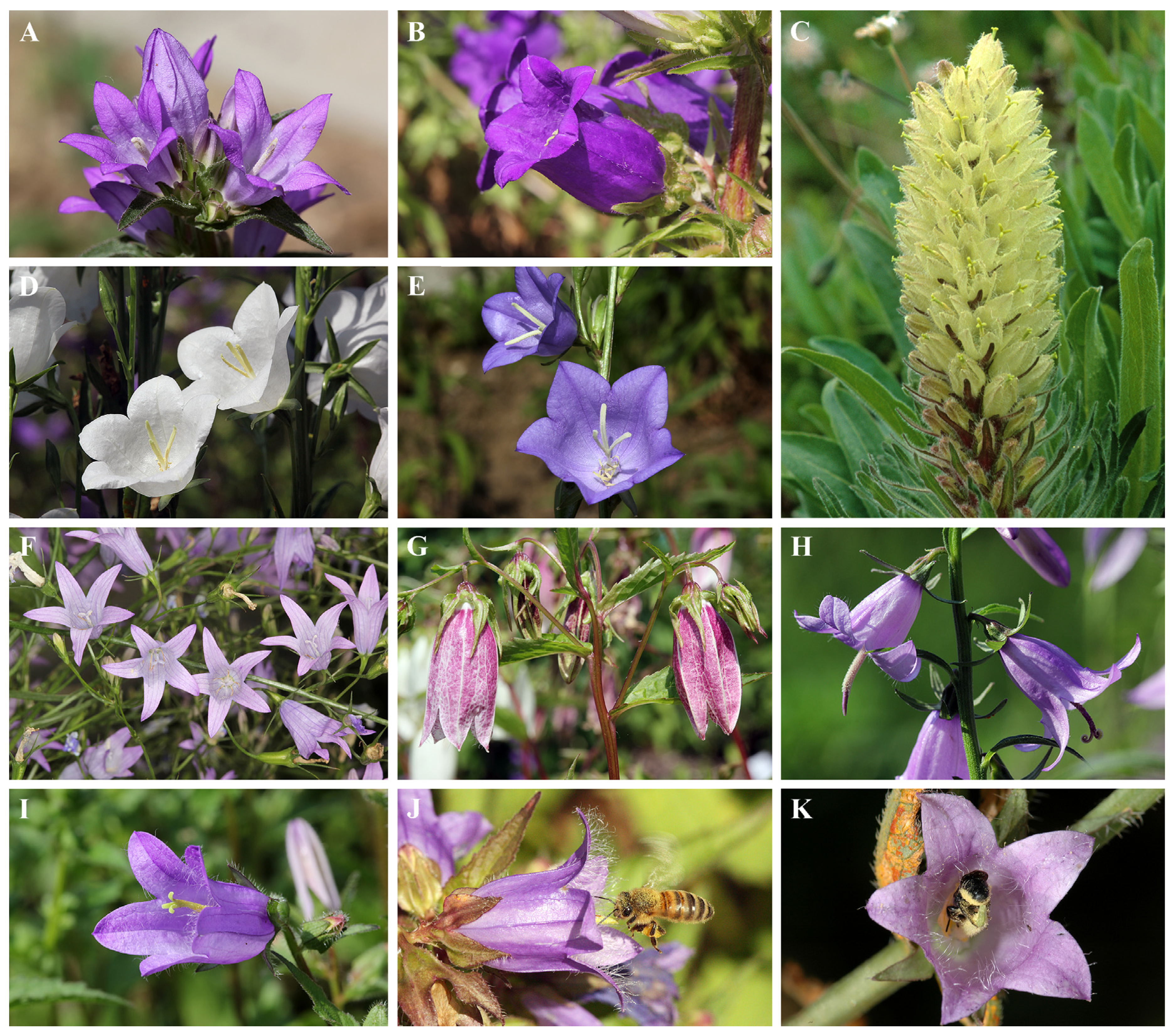 Plants 10 01356 g005