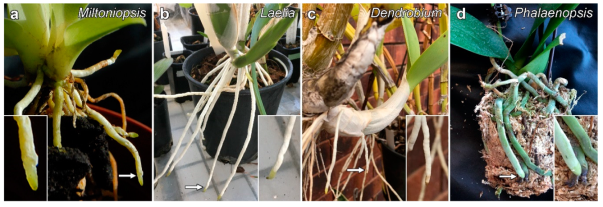 Plants 10 01358 g001 Plants 10 01358 g001