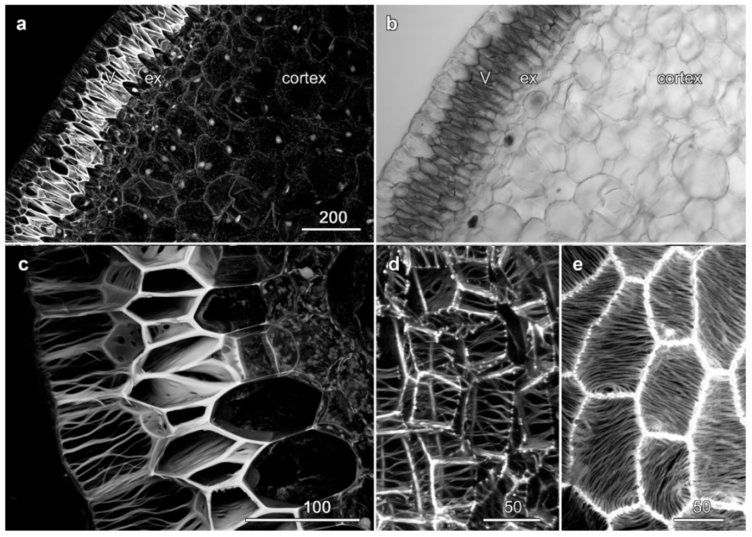 Plants 10 01358 g005 Plants 10 01358 g005