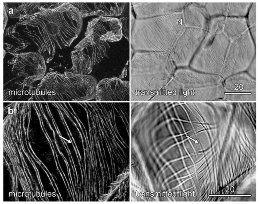 Plants 10 01358 g006 Plants 10 01358 g006