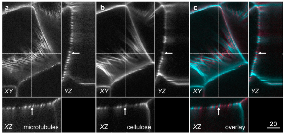 Plants 10 01358 g007 Plants 10 01358 g007