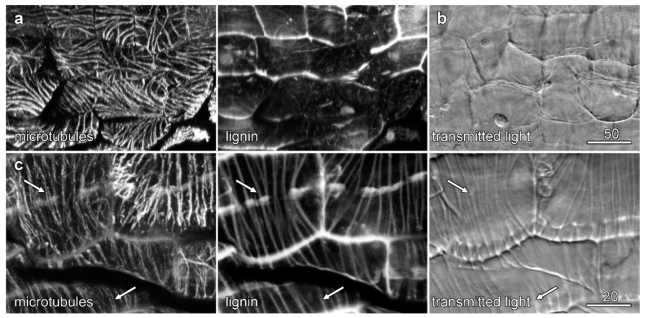 Plants 10 01358 g008 Plants 10 01358 g008