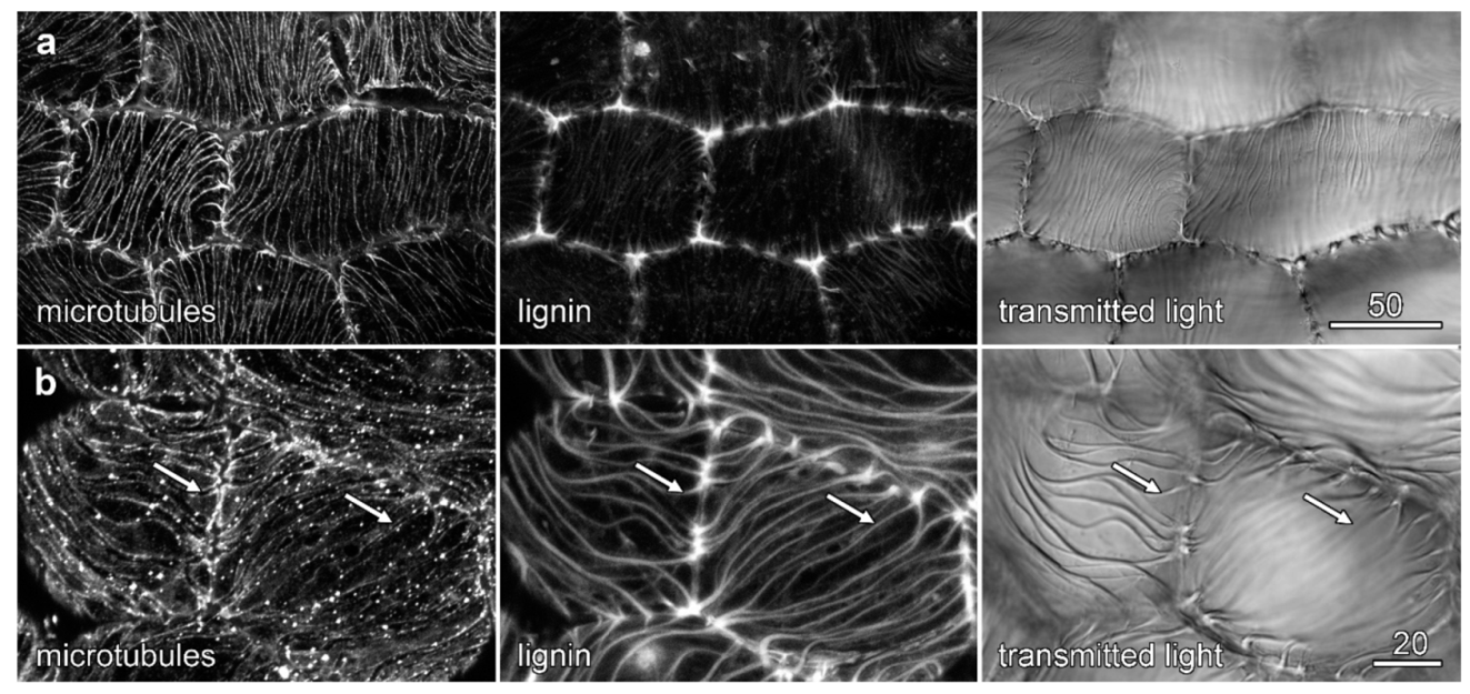 Plants 10 01358 g009 Plants 10 01358 g009