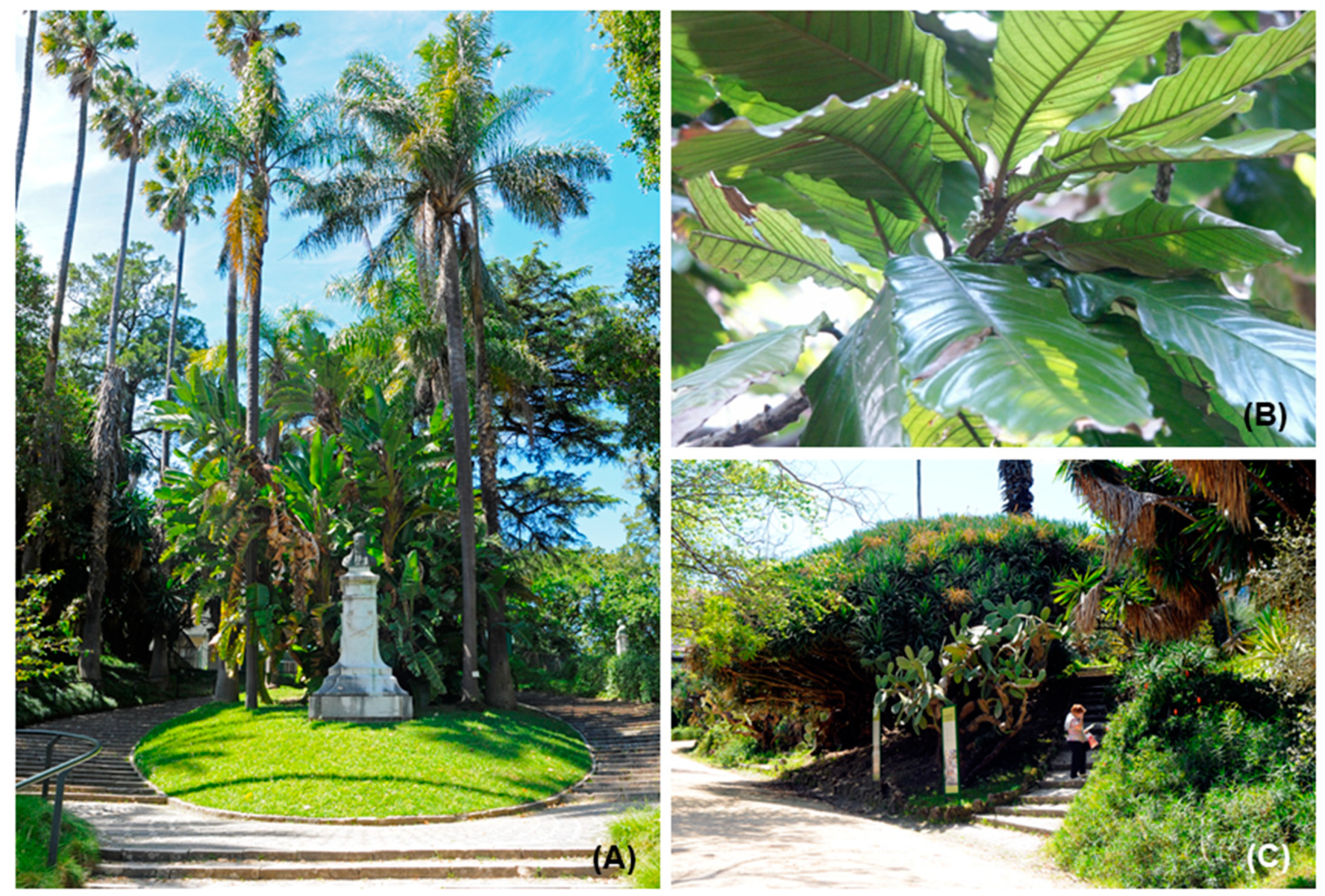 Plants 10 01367 g007 Plants 10 01367 g007