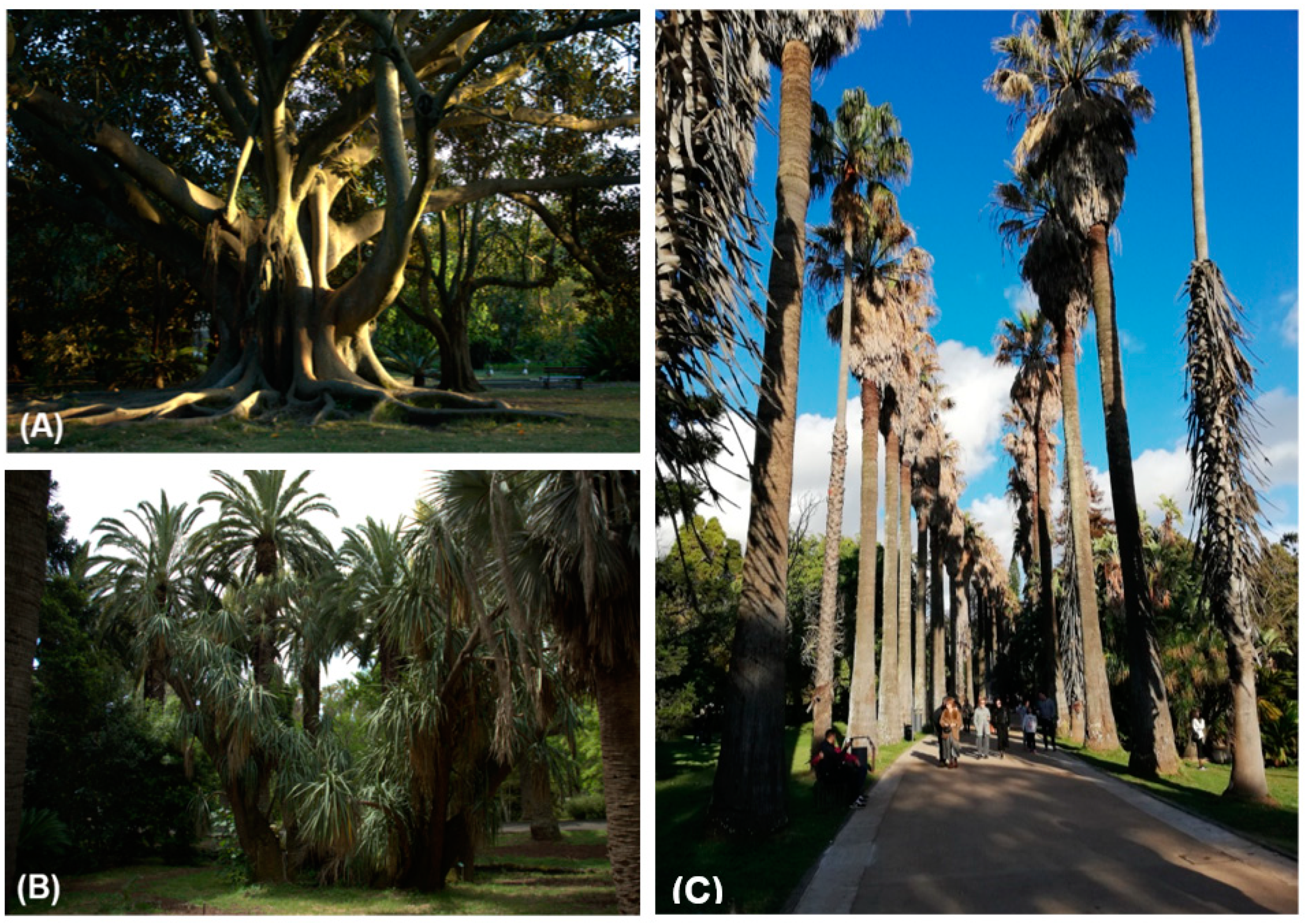 Plants 10 01367 g008 Plants 10 01367 g008