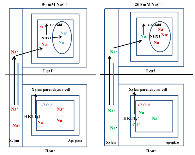 Plants 10 01393 g007