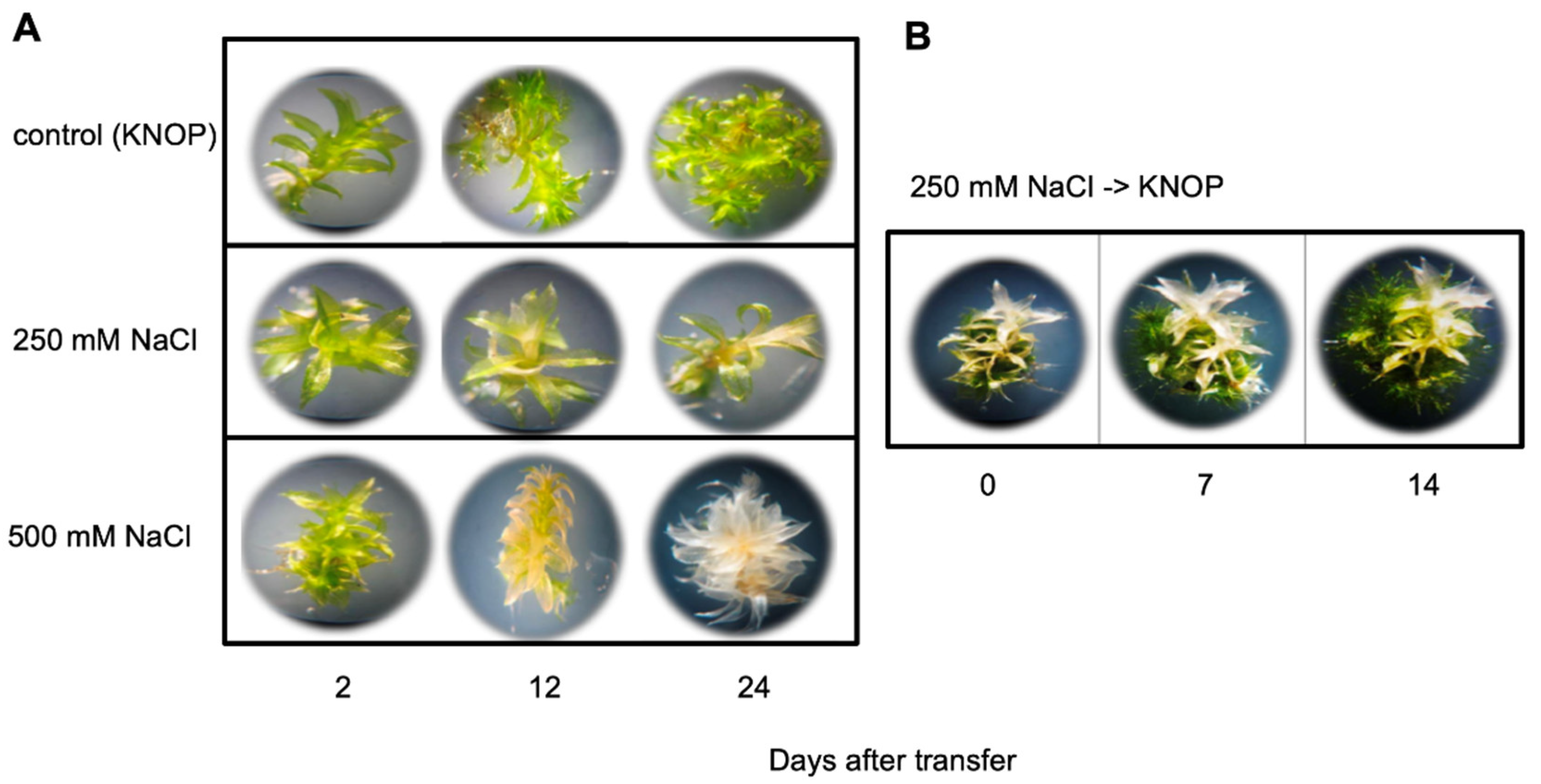 Plants 10 01398 g001