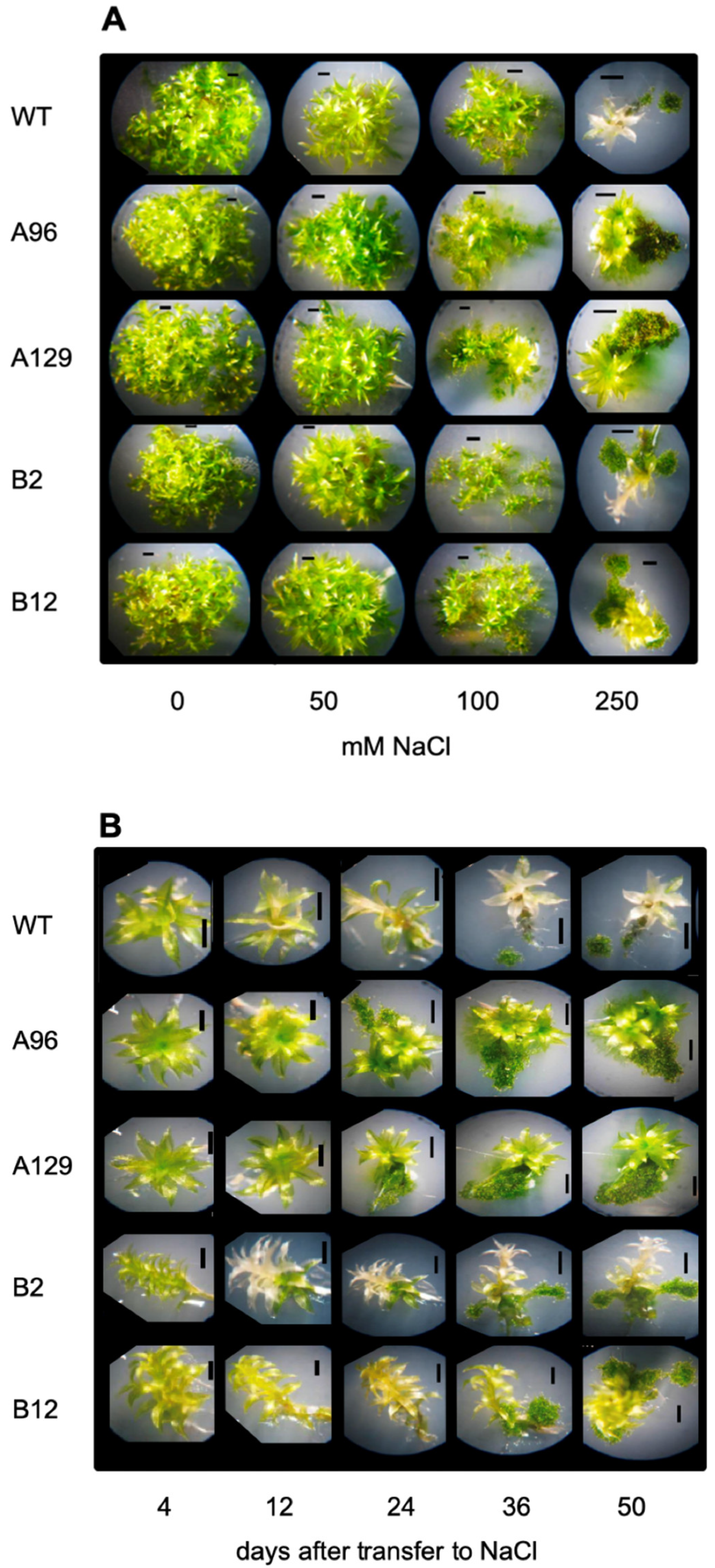 Plants 10 01398 g002