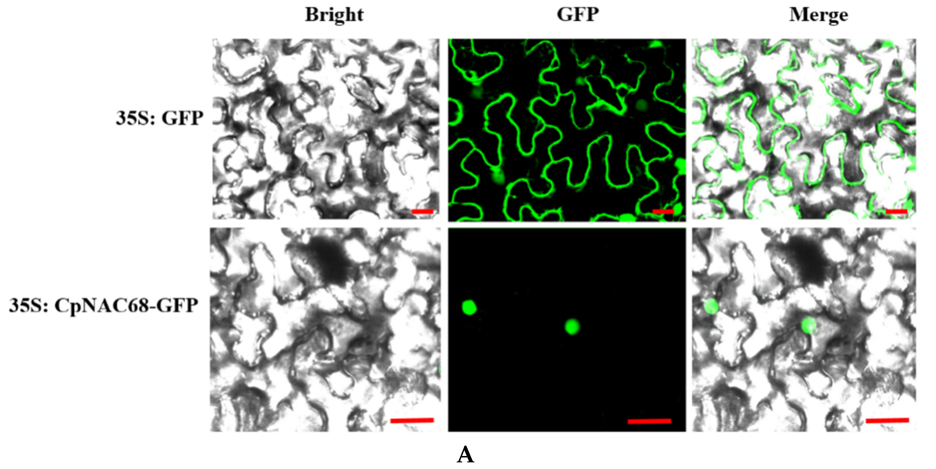 Plants 10 01403 g002a
