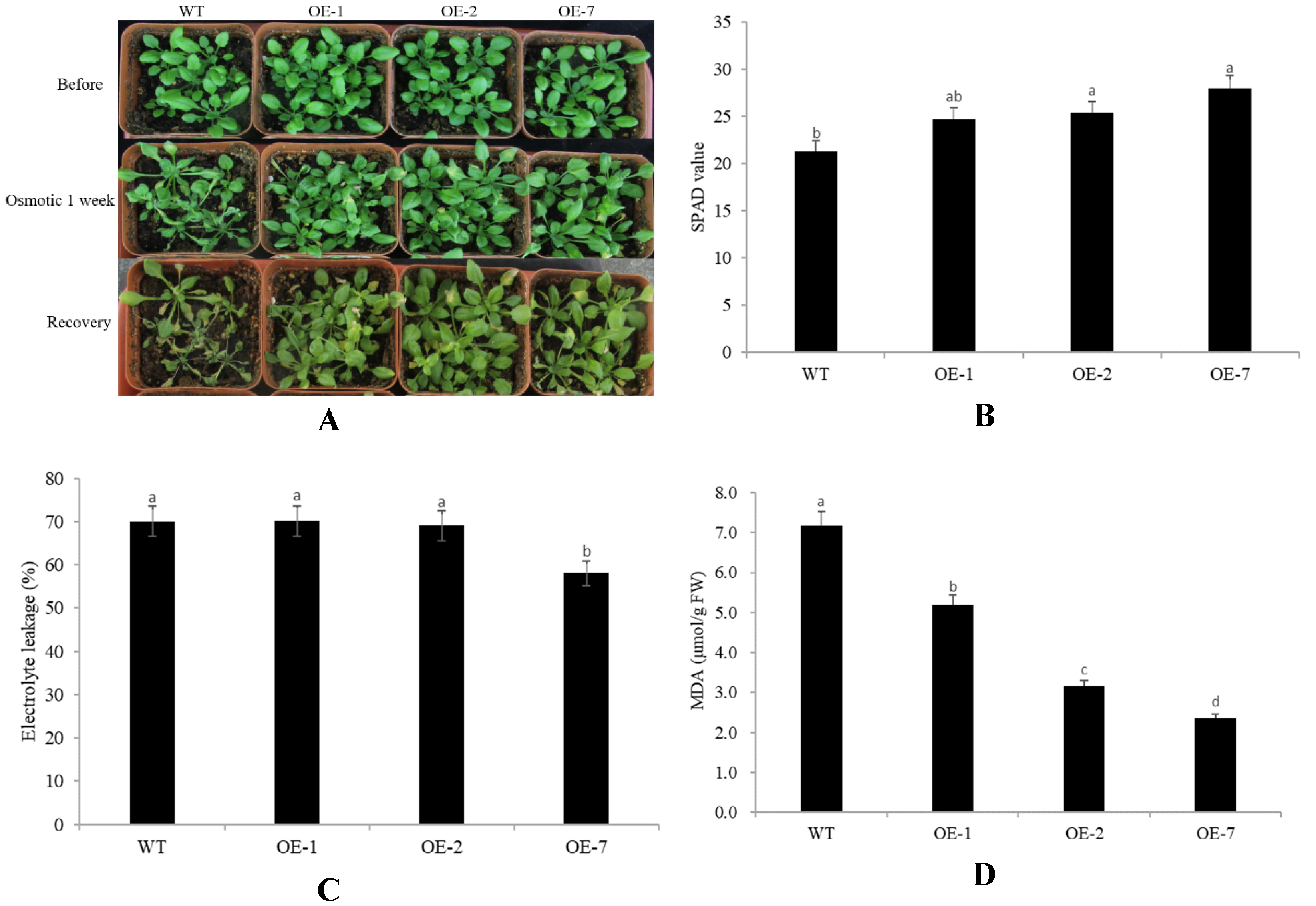 Plants 10 01403 g006