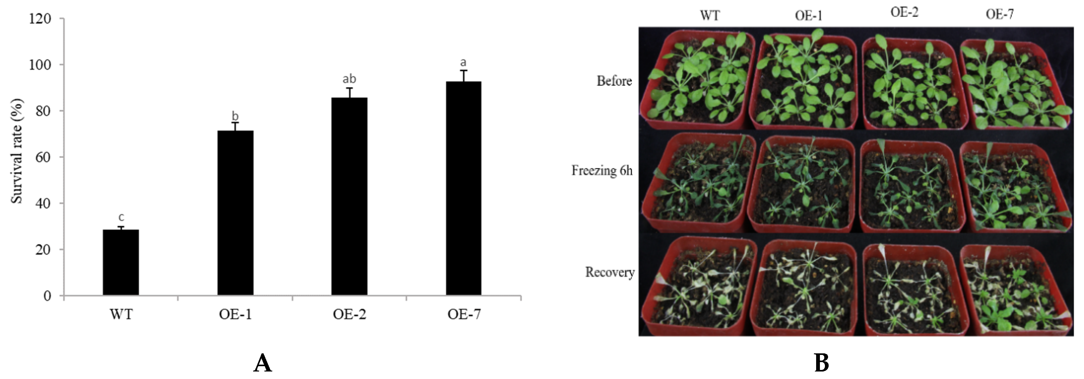 Plants 10 01403 g008