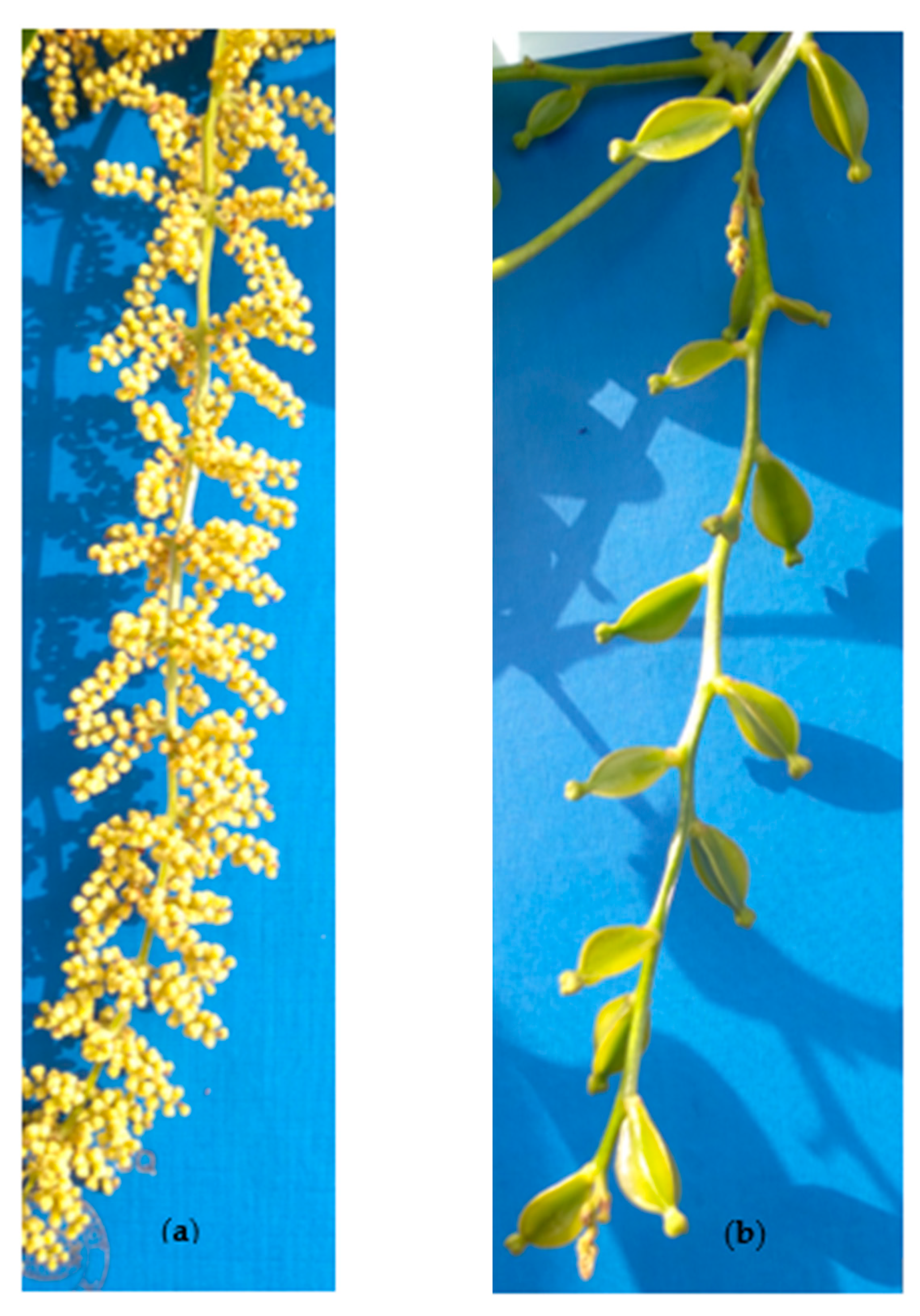 Plants 10 01412 g008