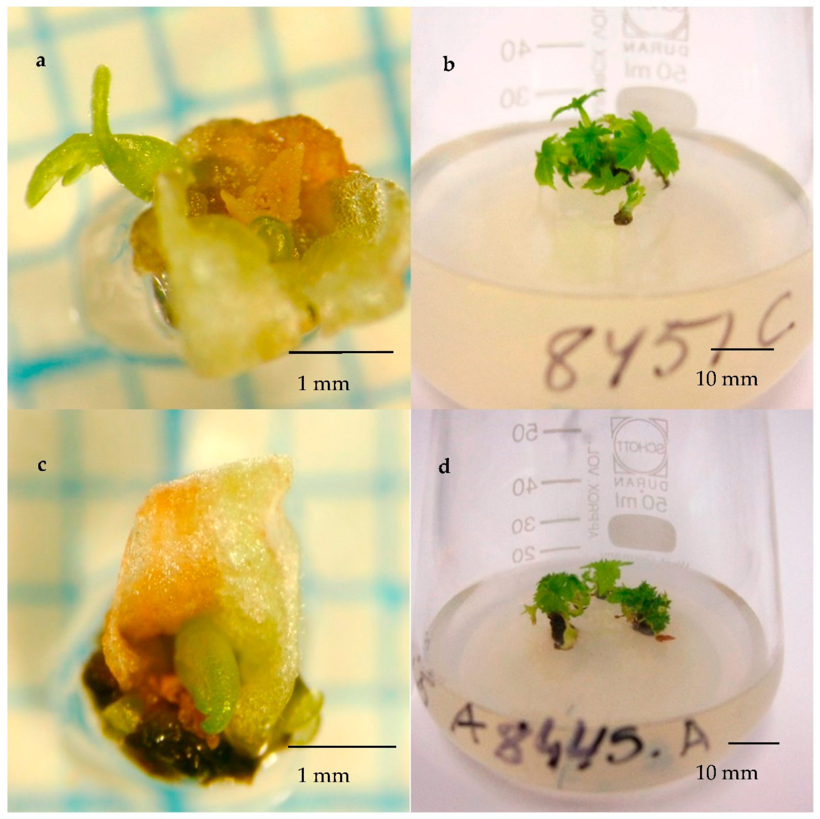 Plants 10 01414 g002