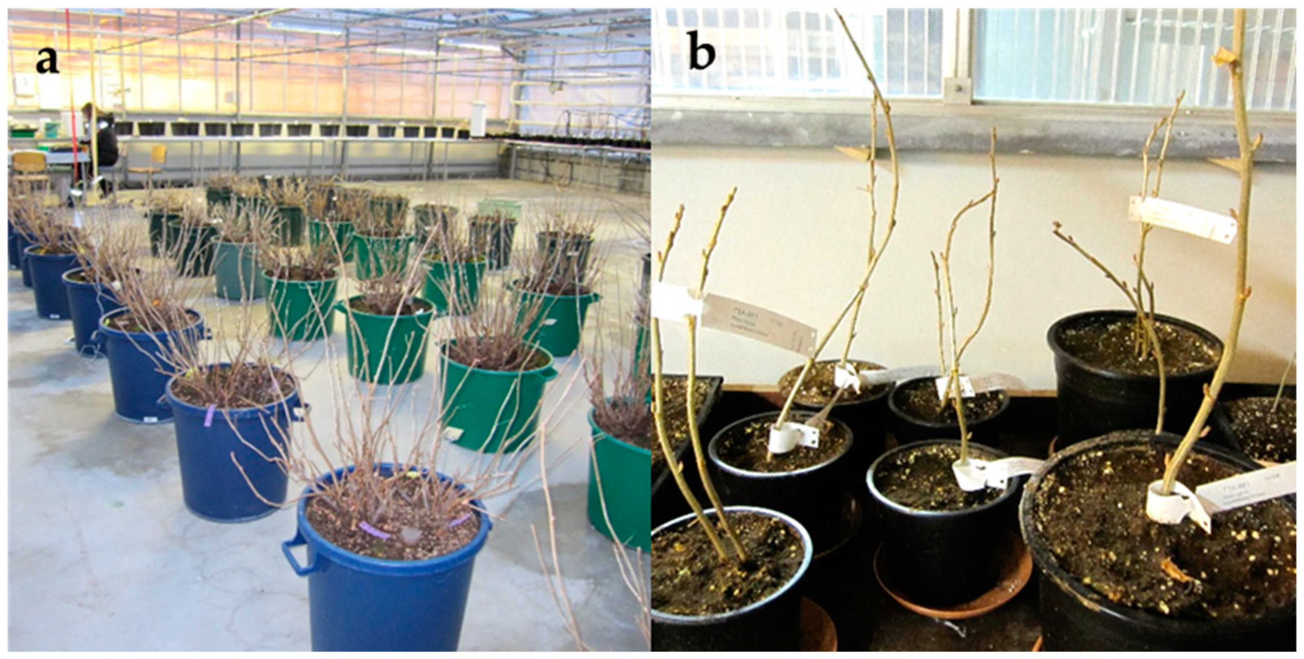 Plants 10 01414 g003