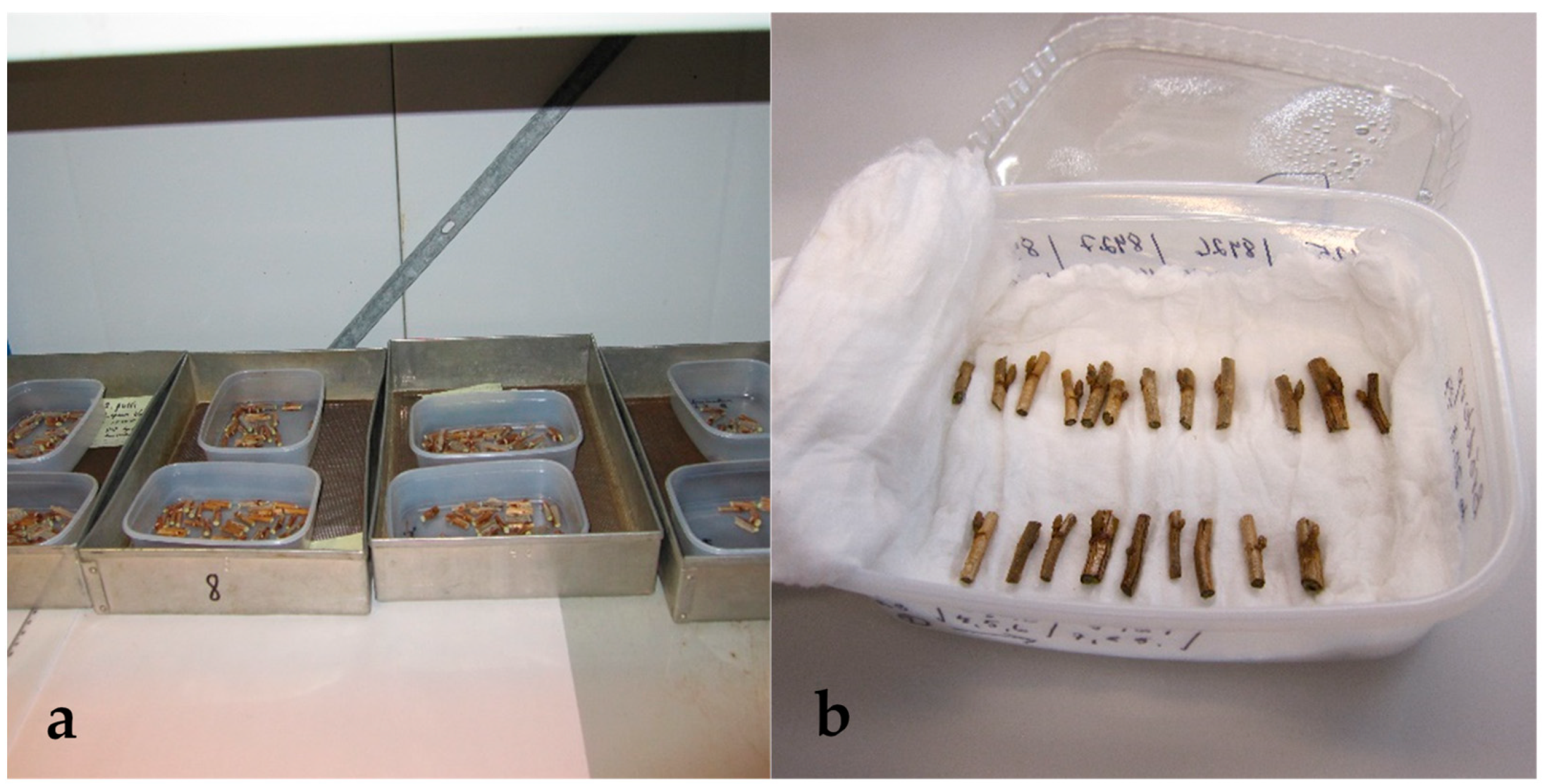 Plants 10 01414 g005