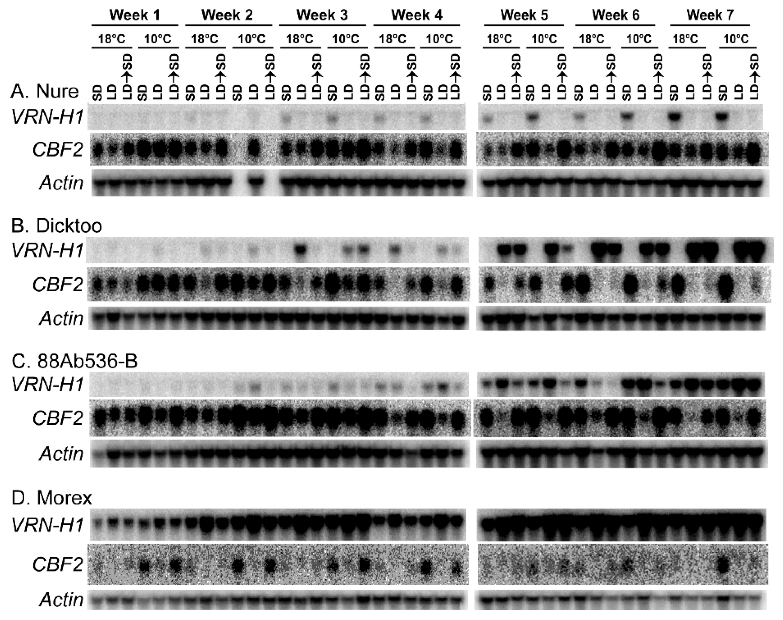 Plants 10 01415 g006
