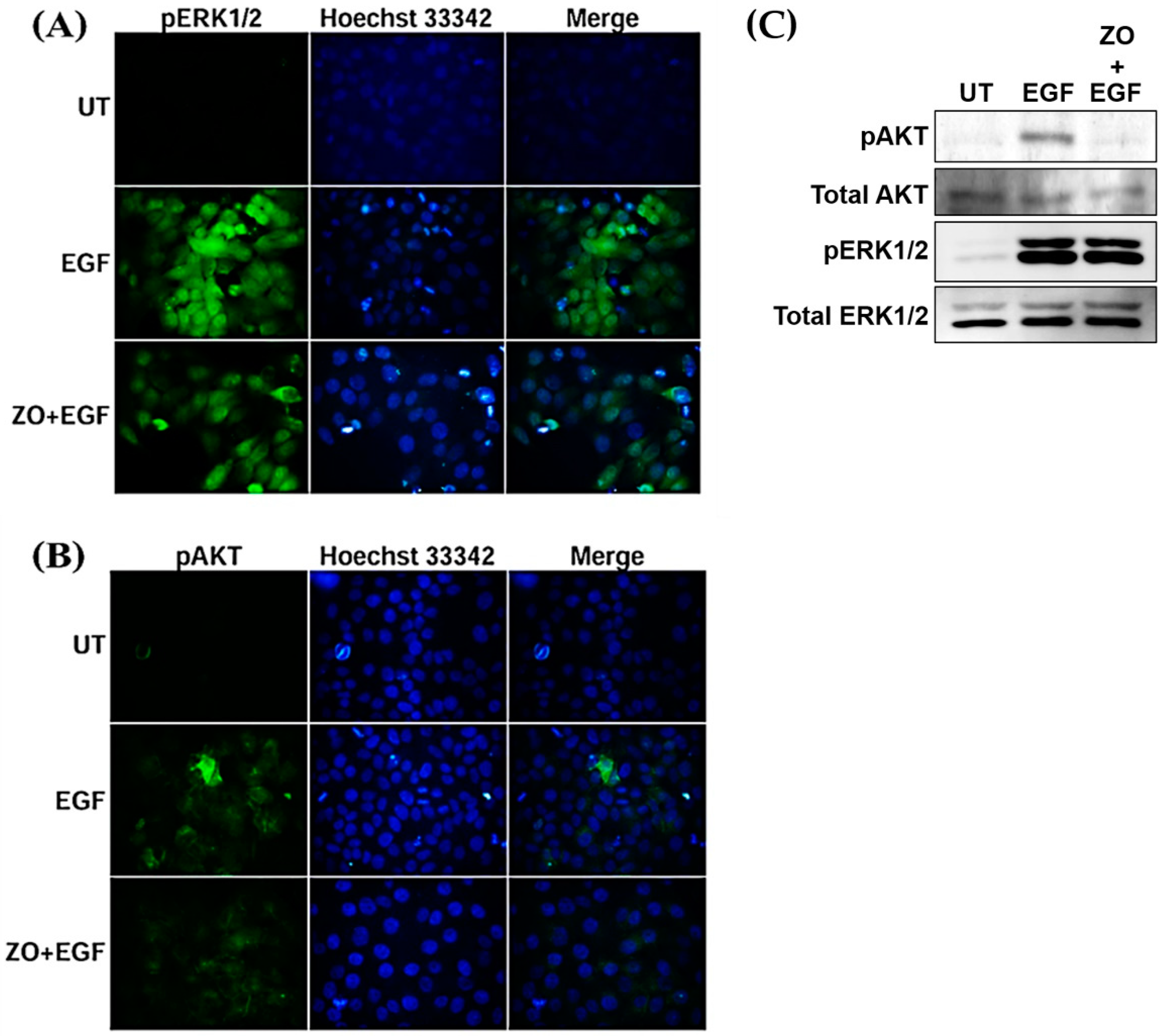 Plants 10 01419 g005