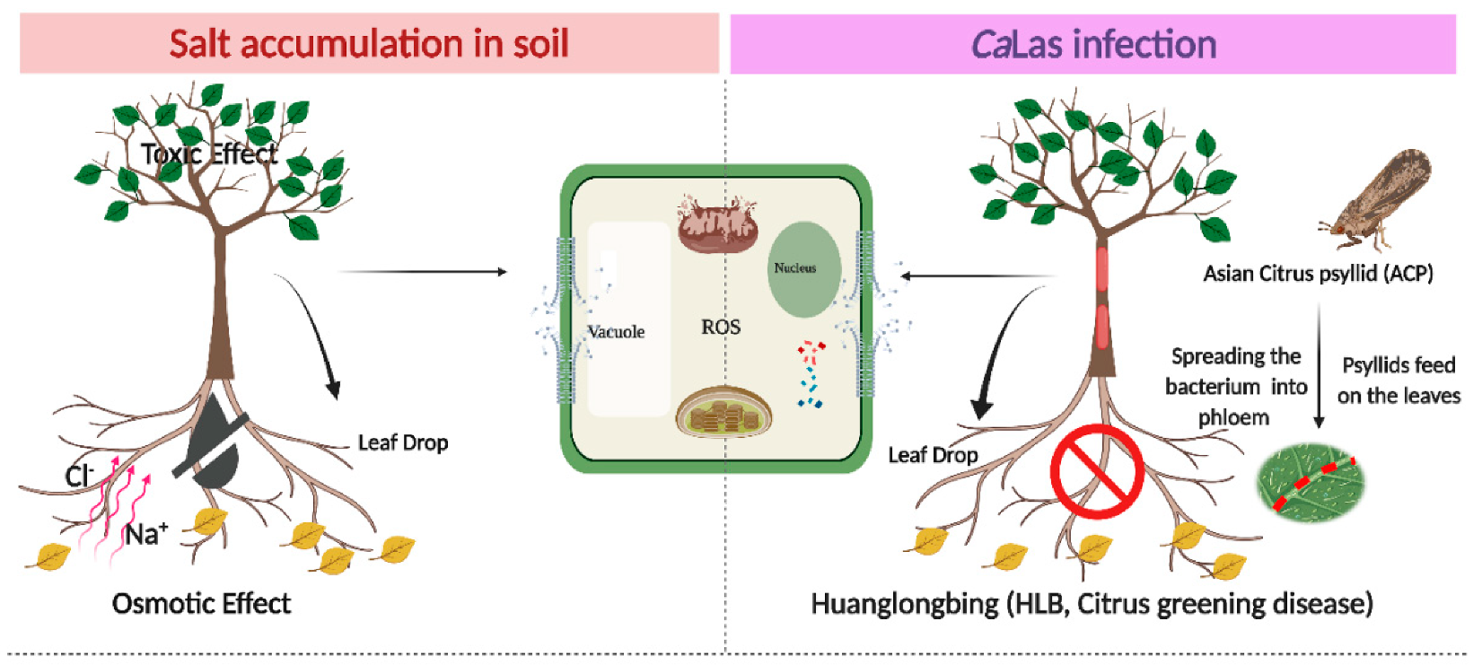 Plants 10 01439 g001
