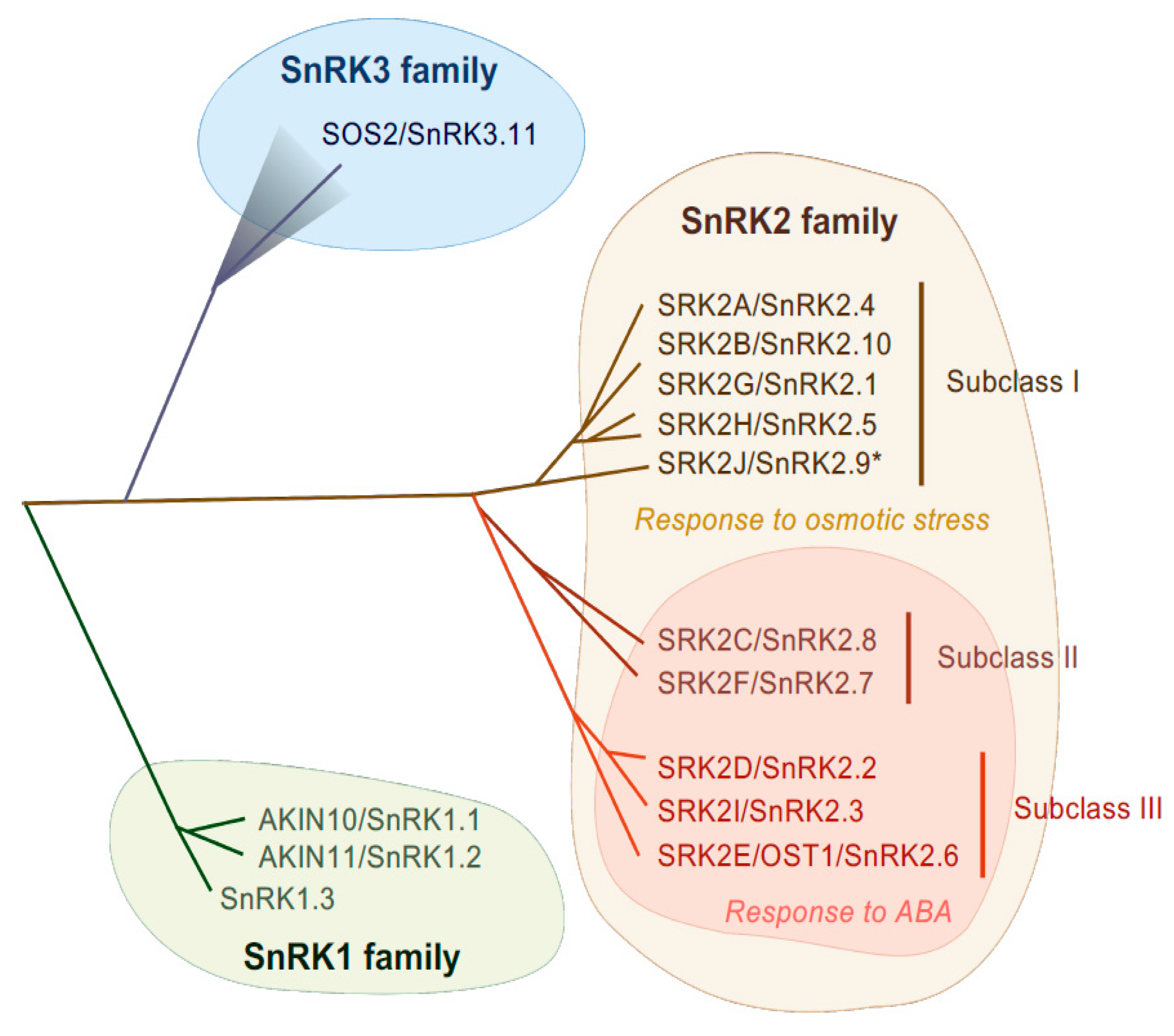 Plants 10 01443 g001