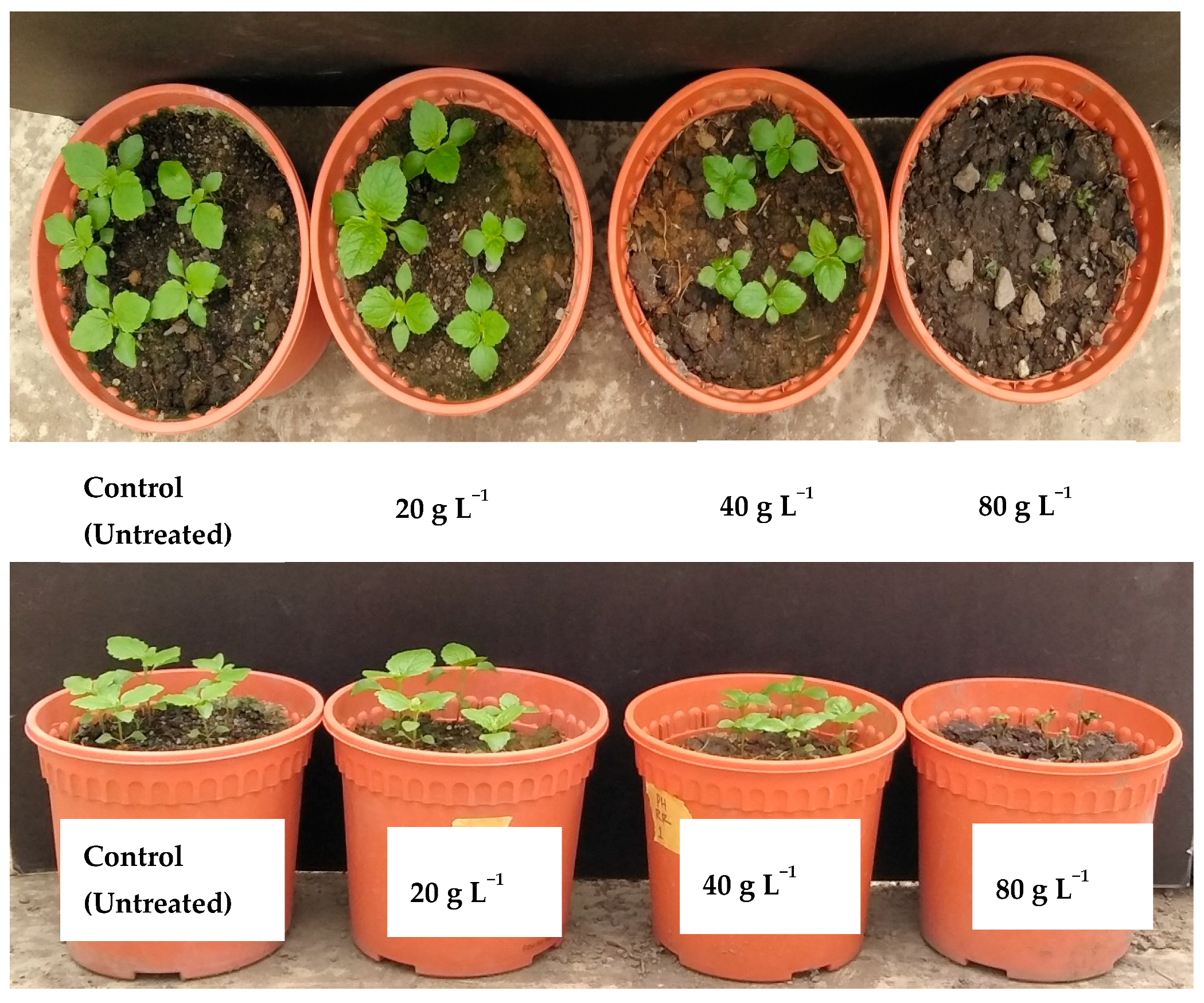 Plants 10 01445 g003