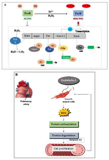 Plants 10 01451 g004