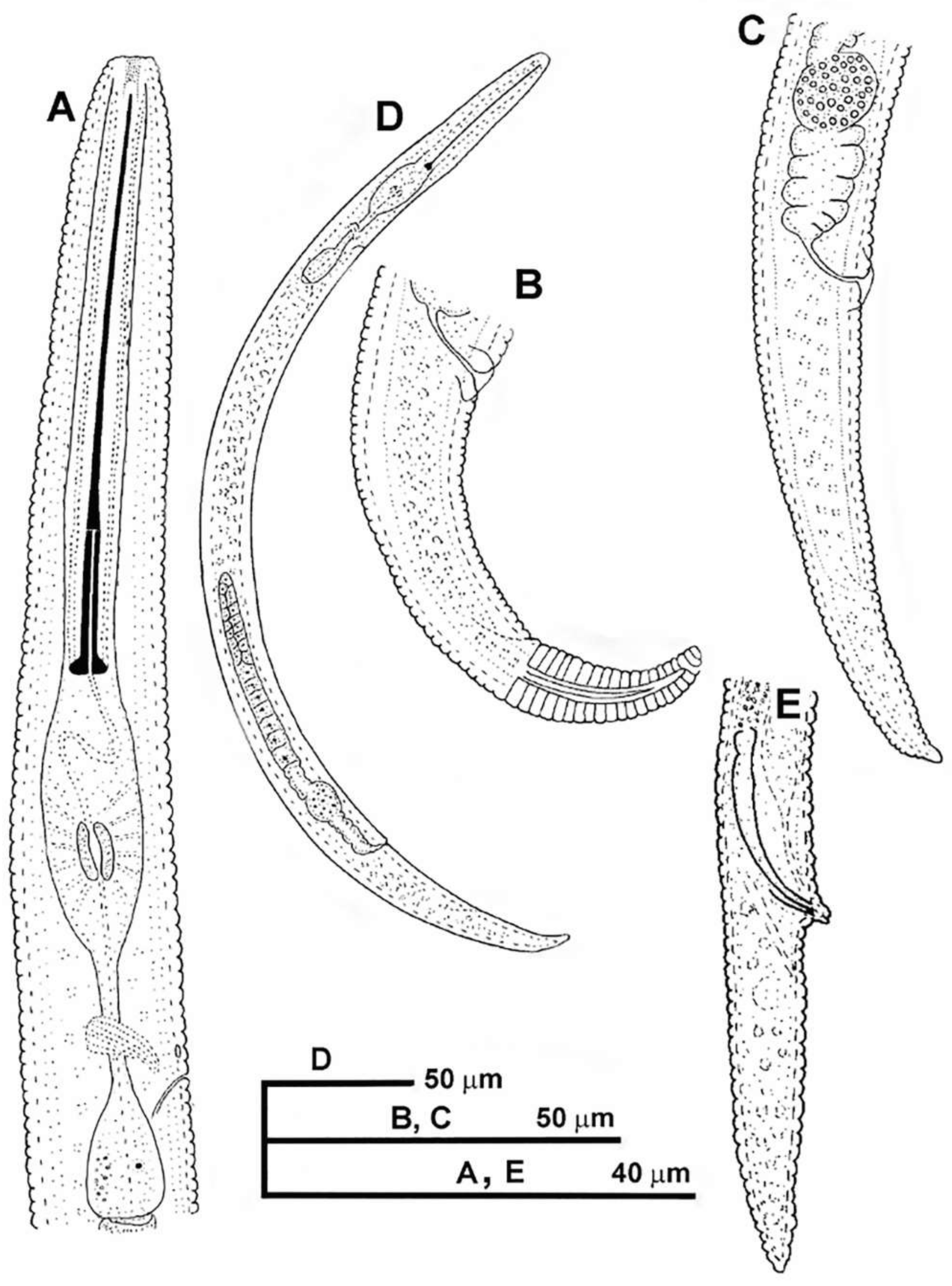Plants 10 01454 g001