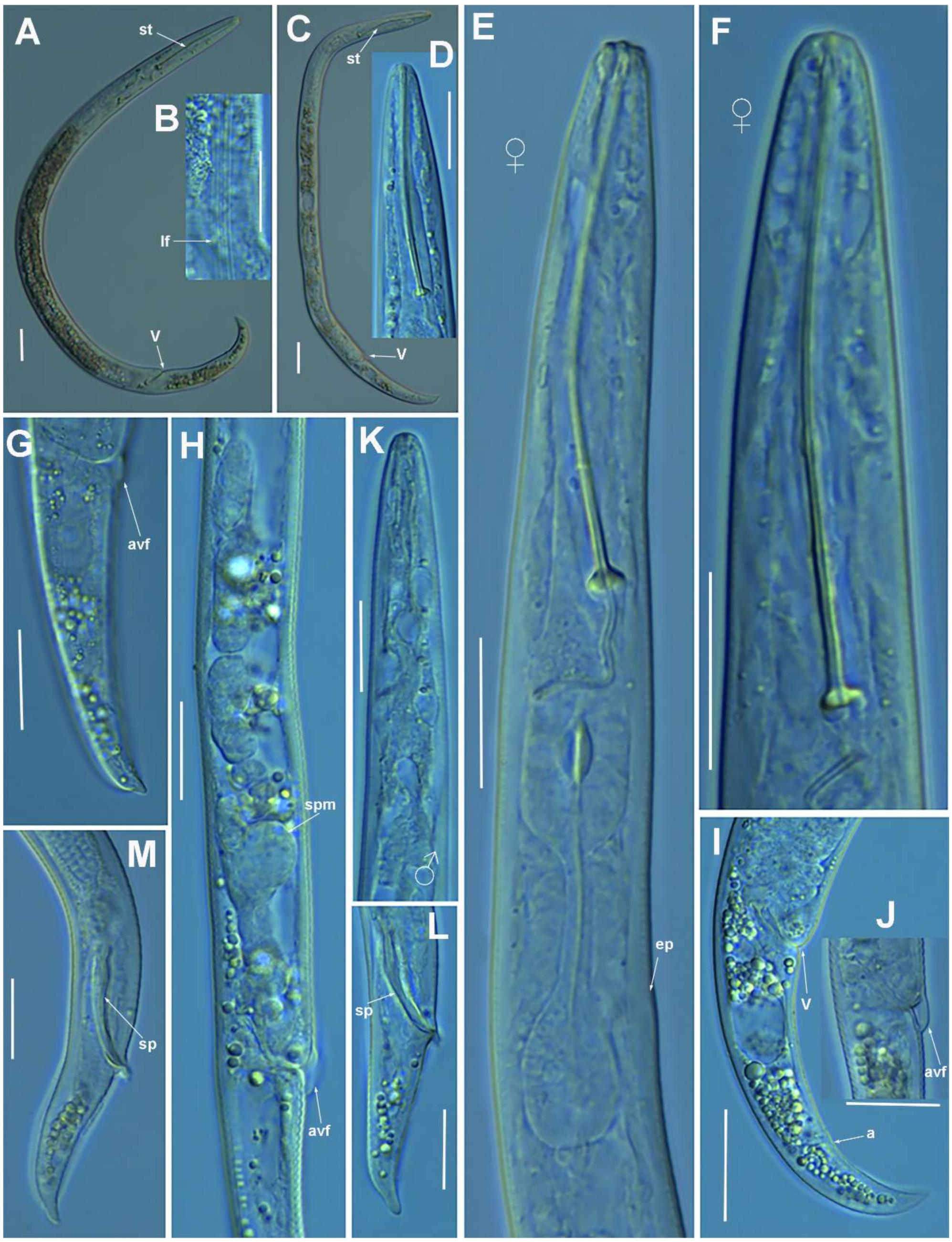 Plants 10 01454 g002