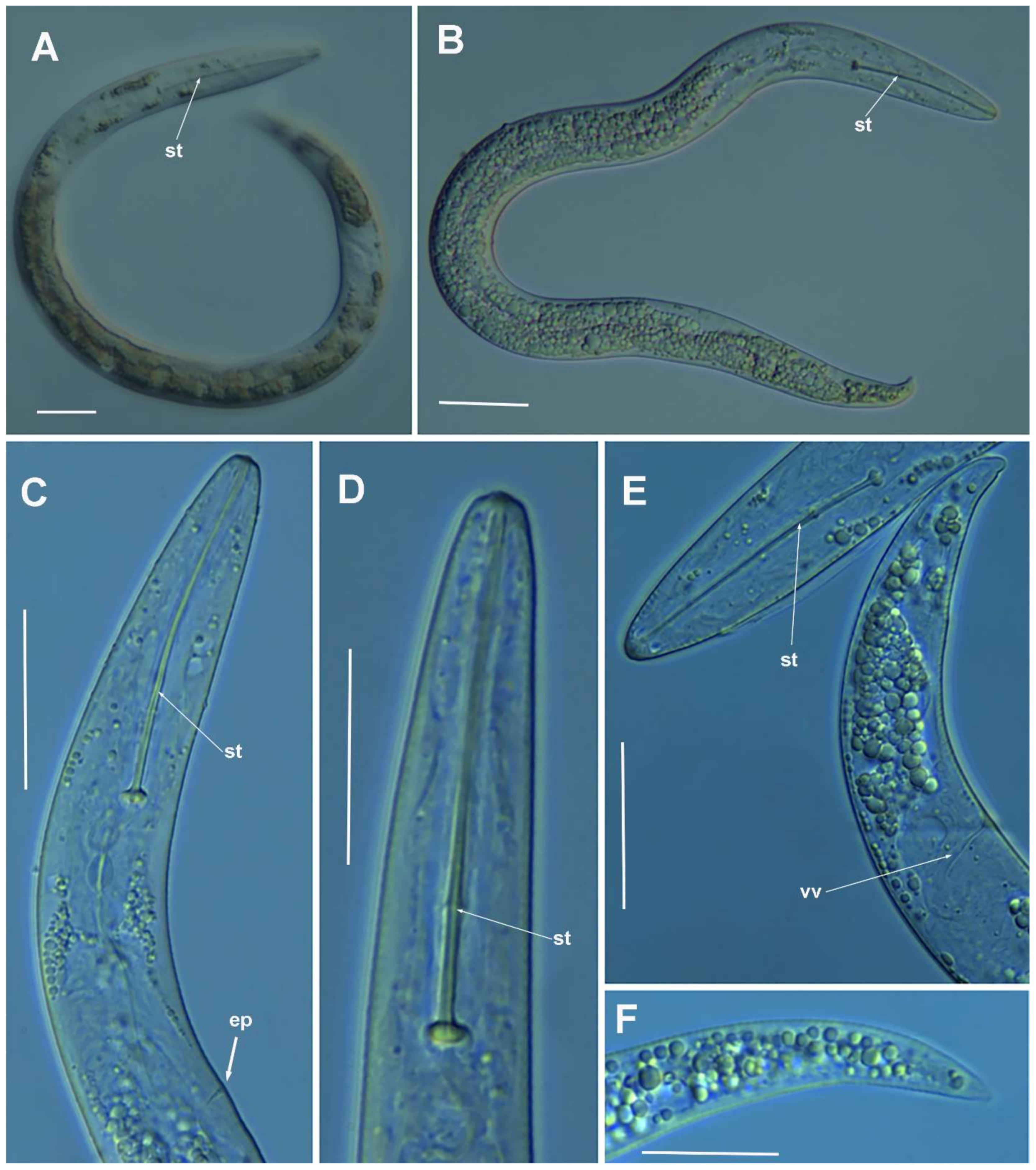 Plants 10 01454 g003