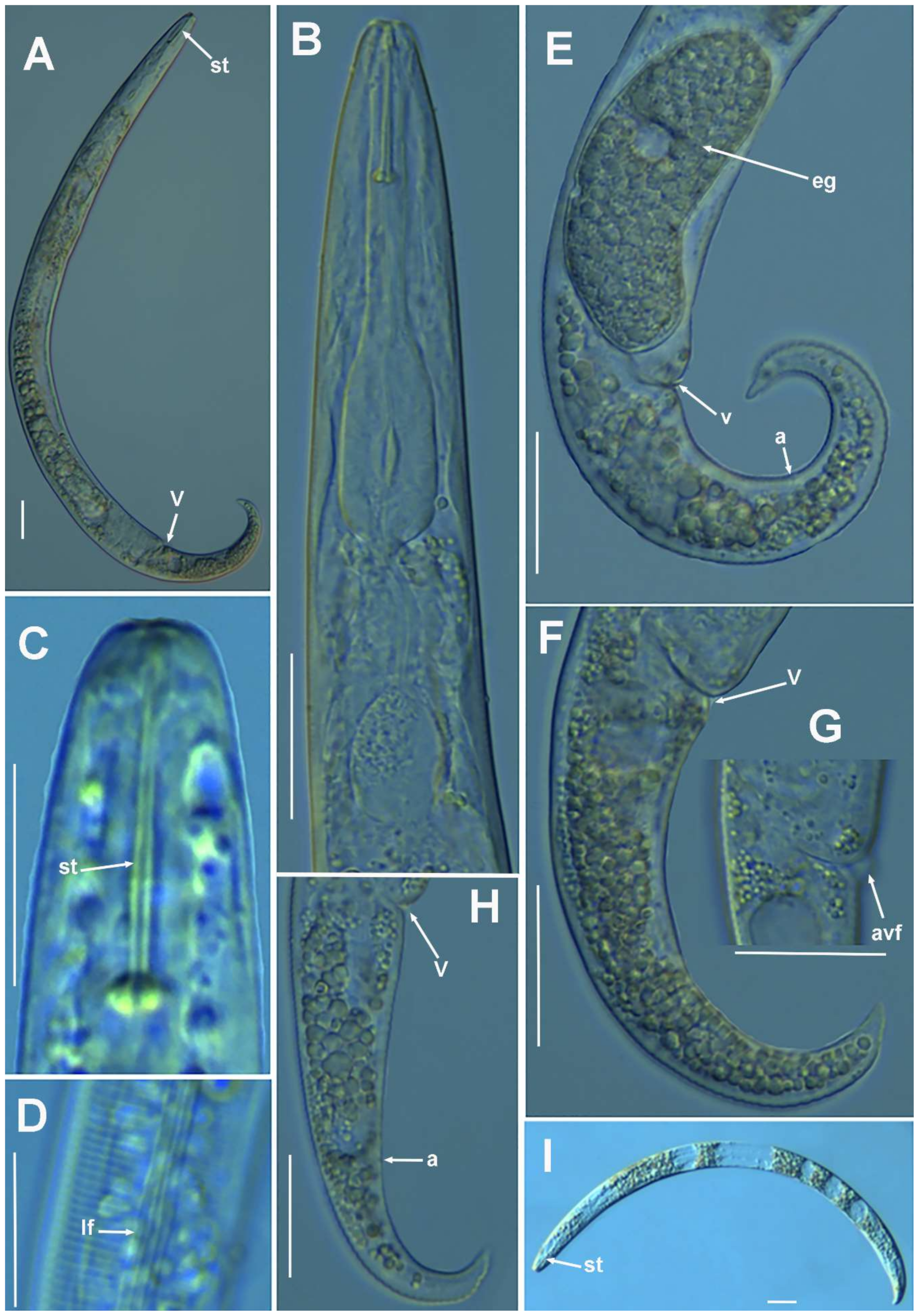 Plants 10 01454 g005