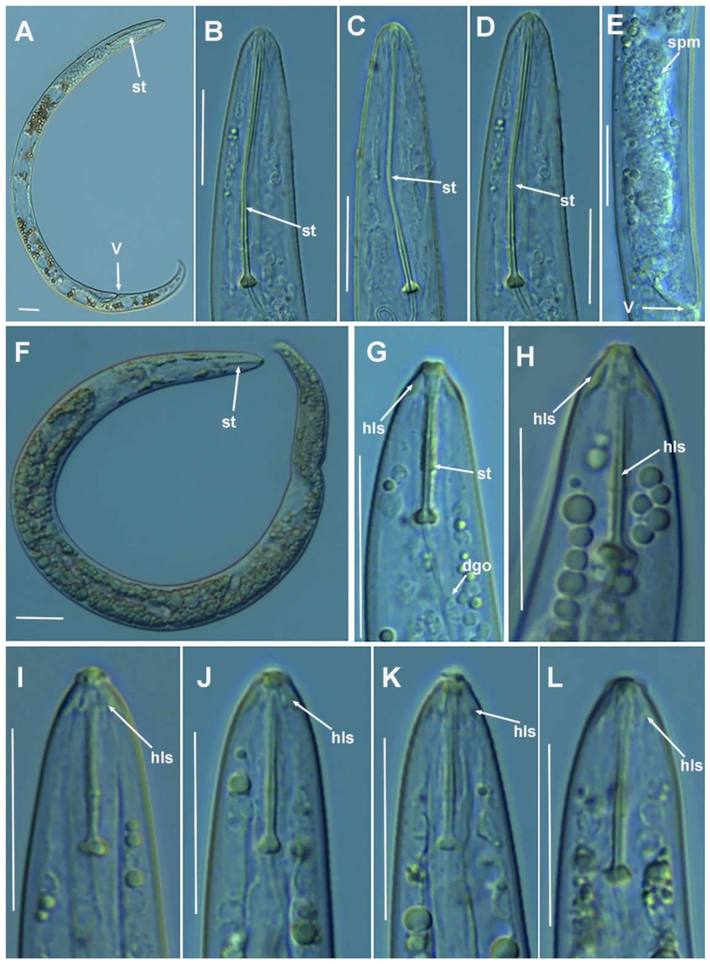 Plants 10 01454 g006