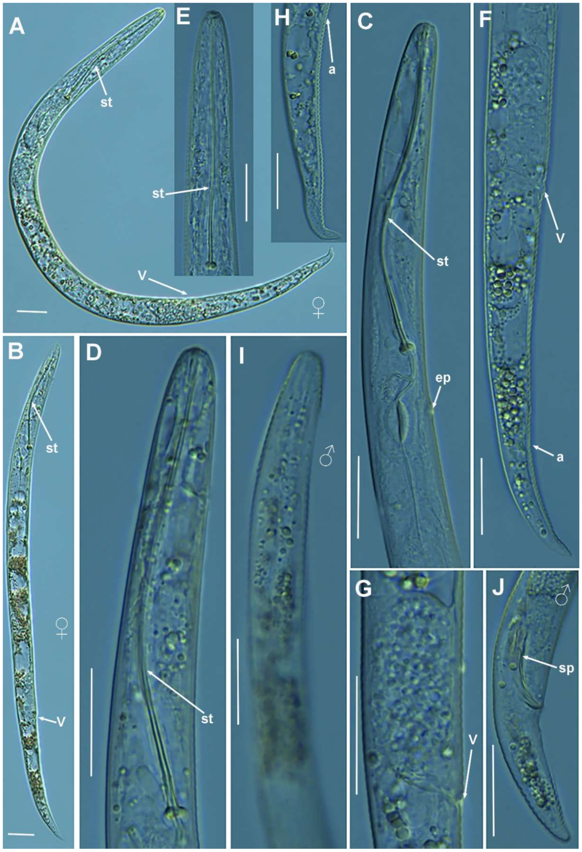 Plants 10 01454 g007