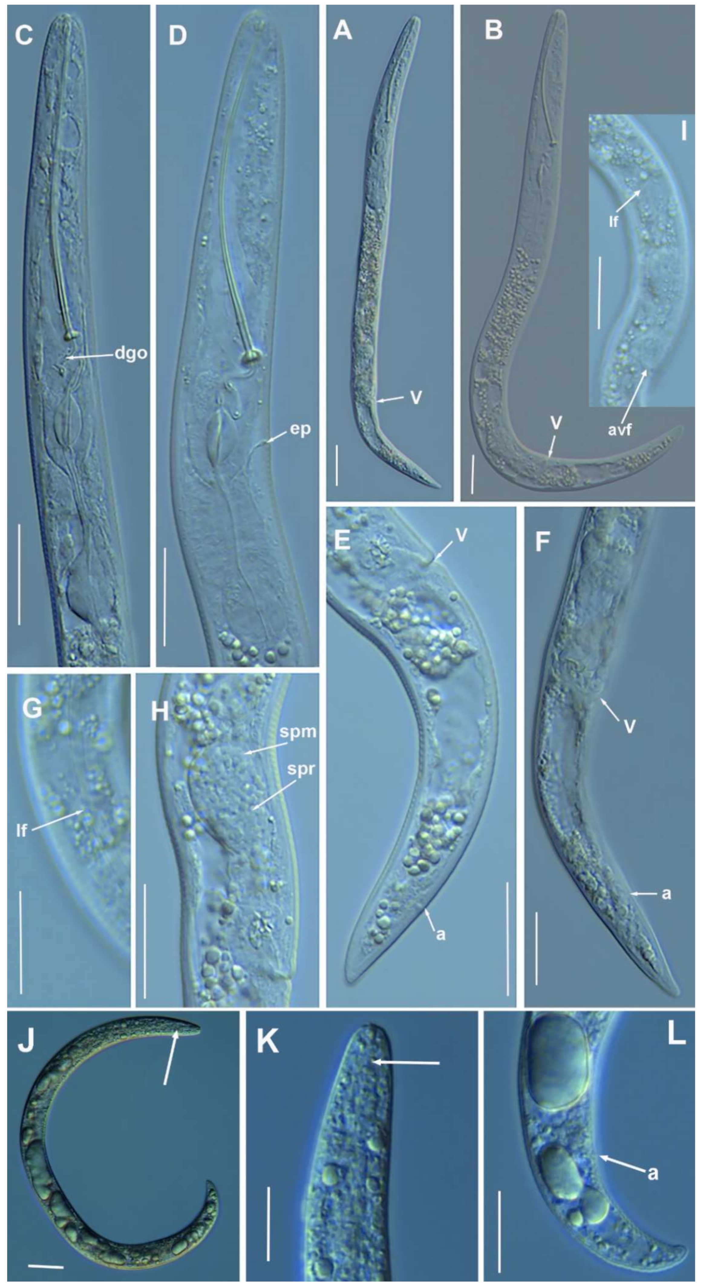 Plants 10 01454 g008