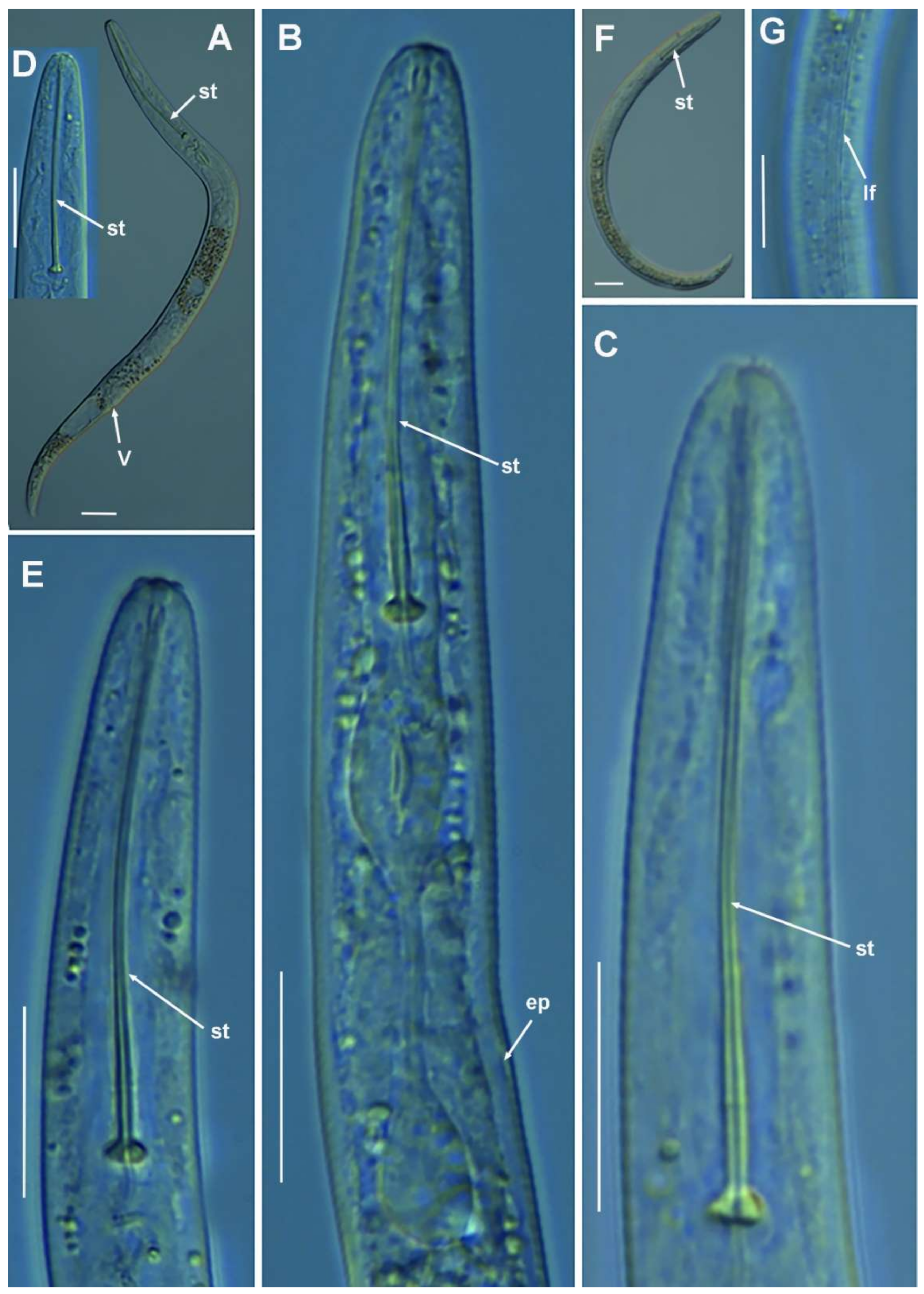 Plants 10 01454 g014