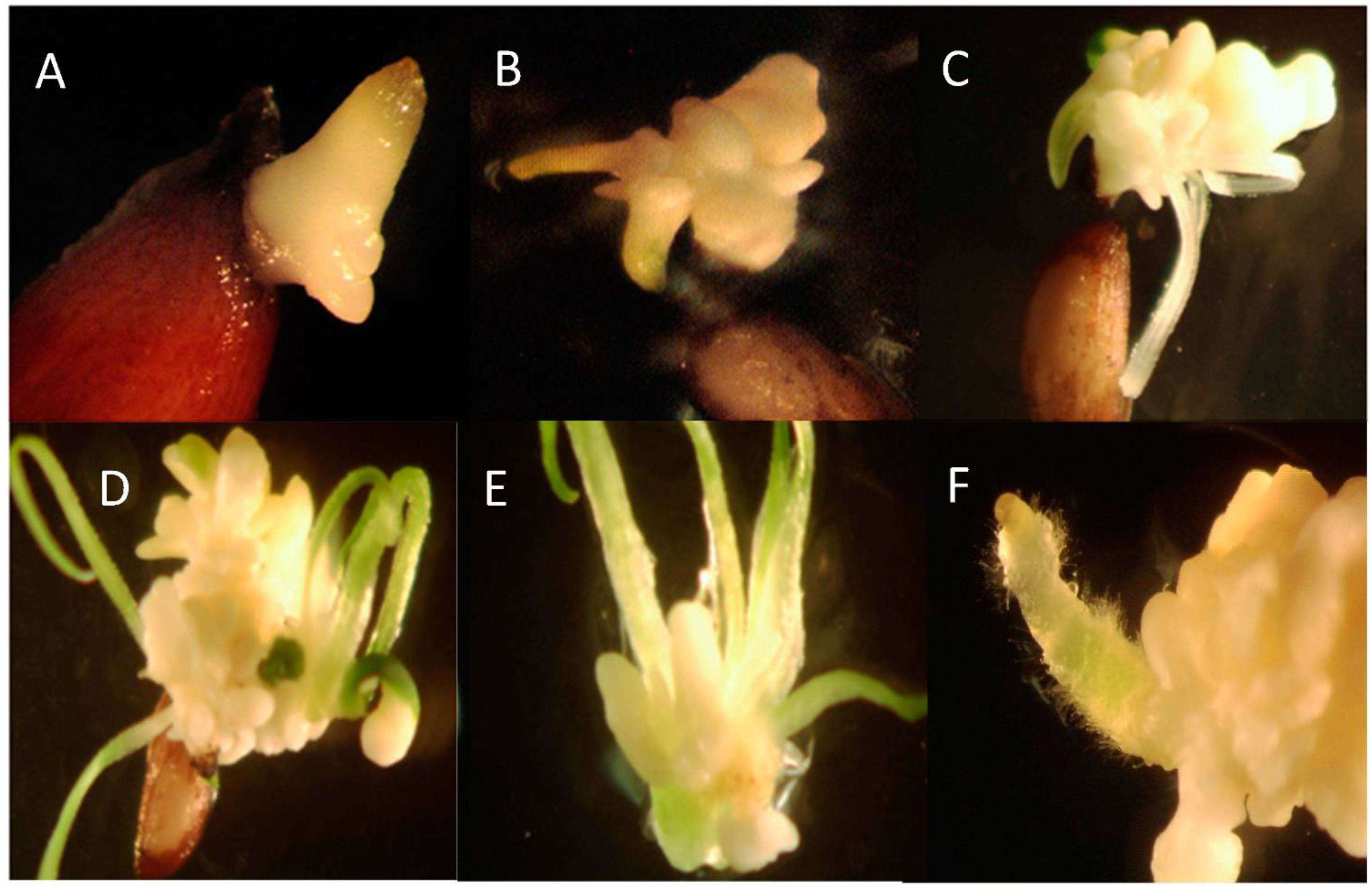 Plants 10 01462 g001