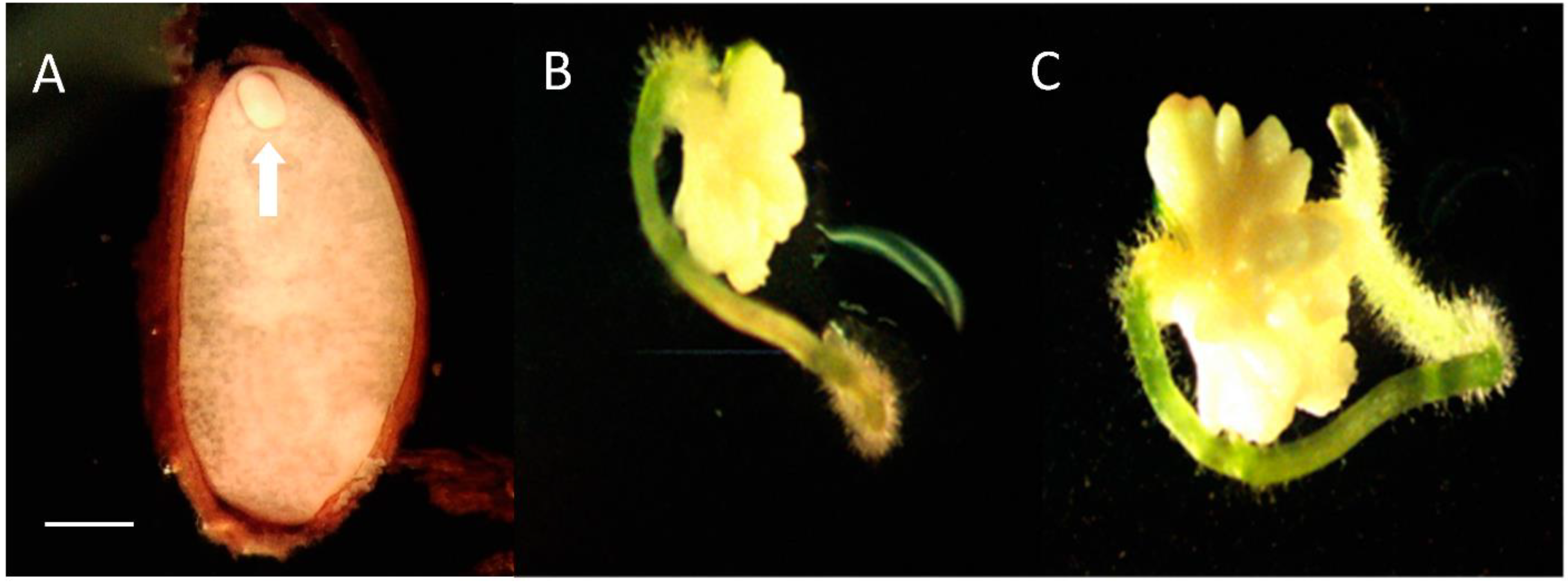 Plants 10 01462 g002