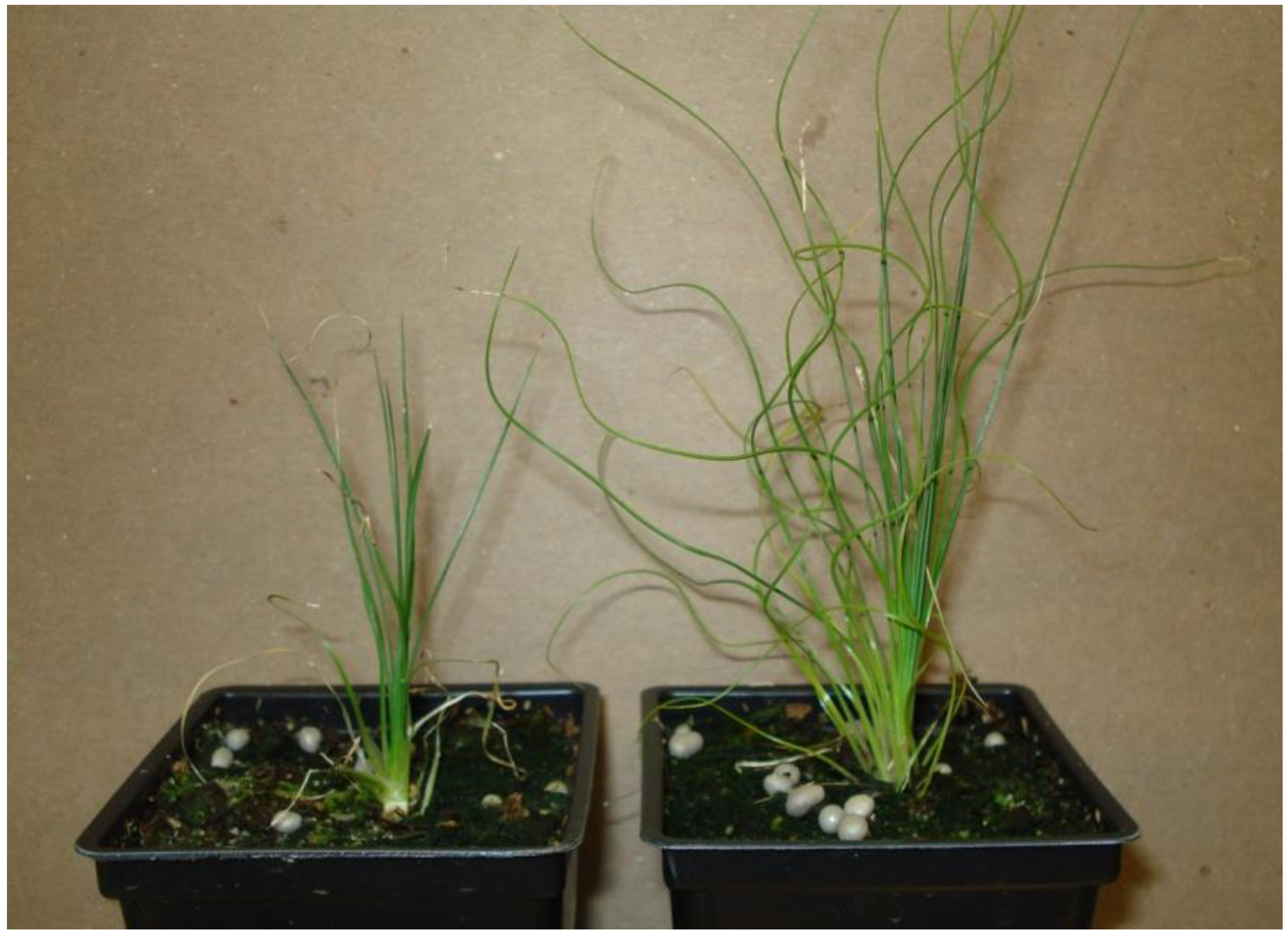 Plants 10 01462 g004