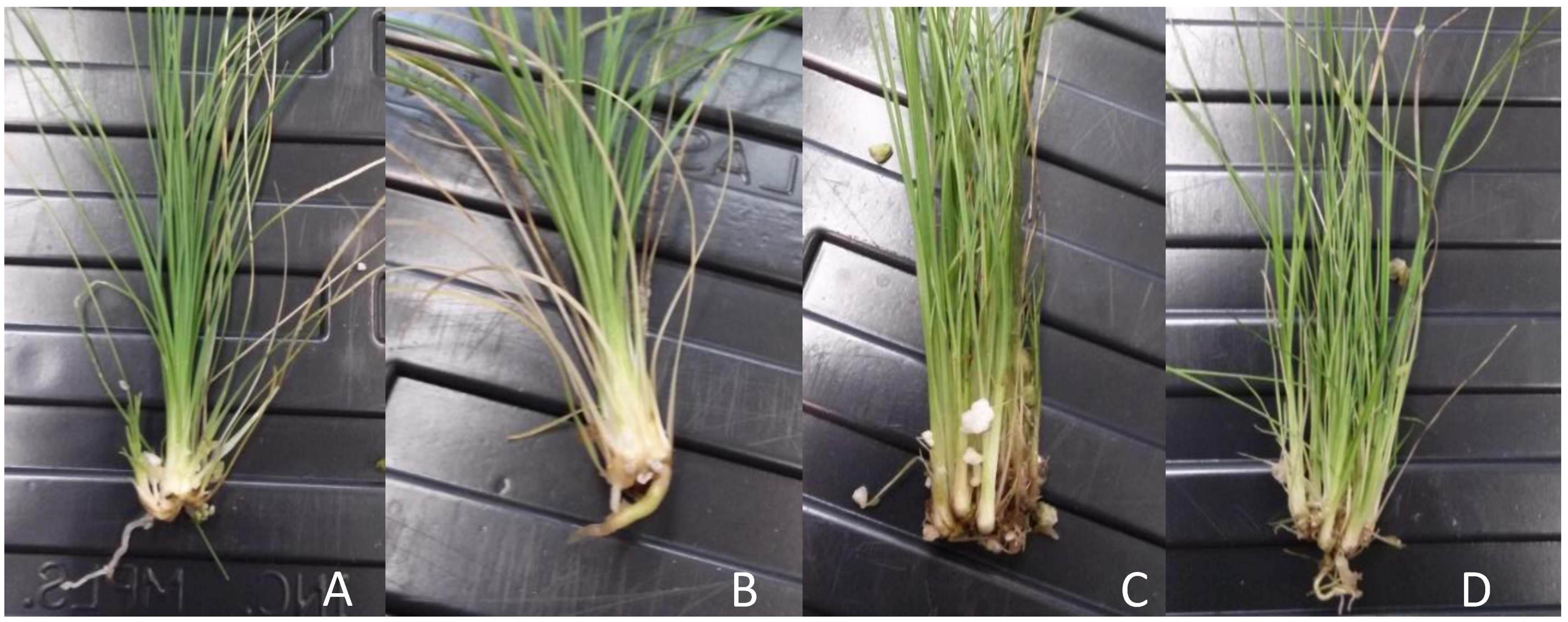 Plants 10 01462 g005