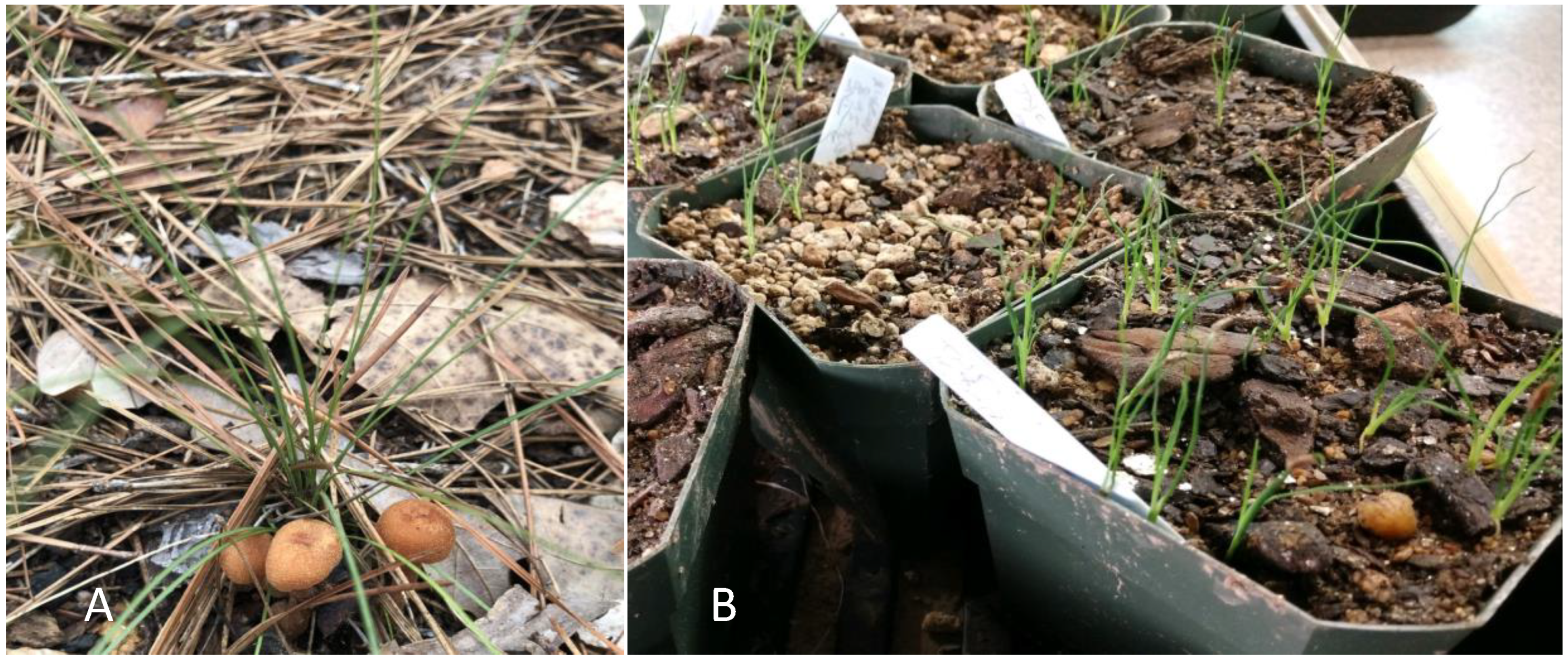 Plants 10 01462 g009