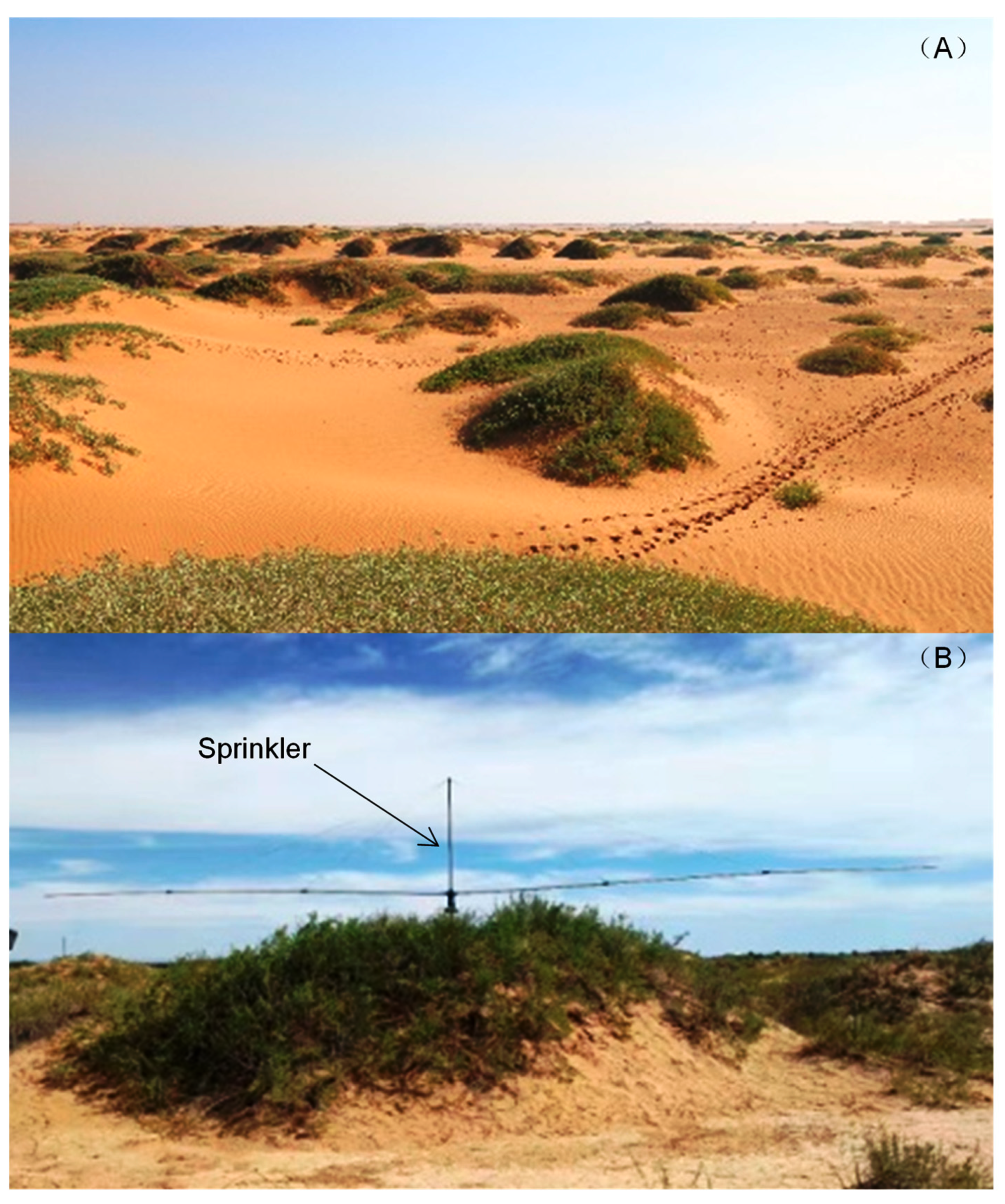 Plants 10 01474 g001