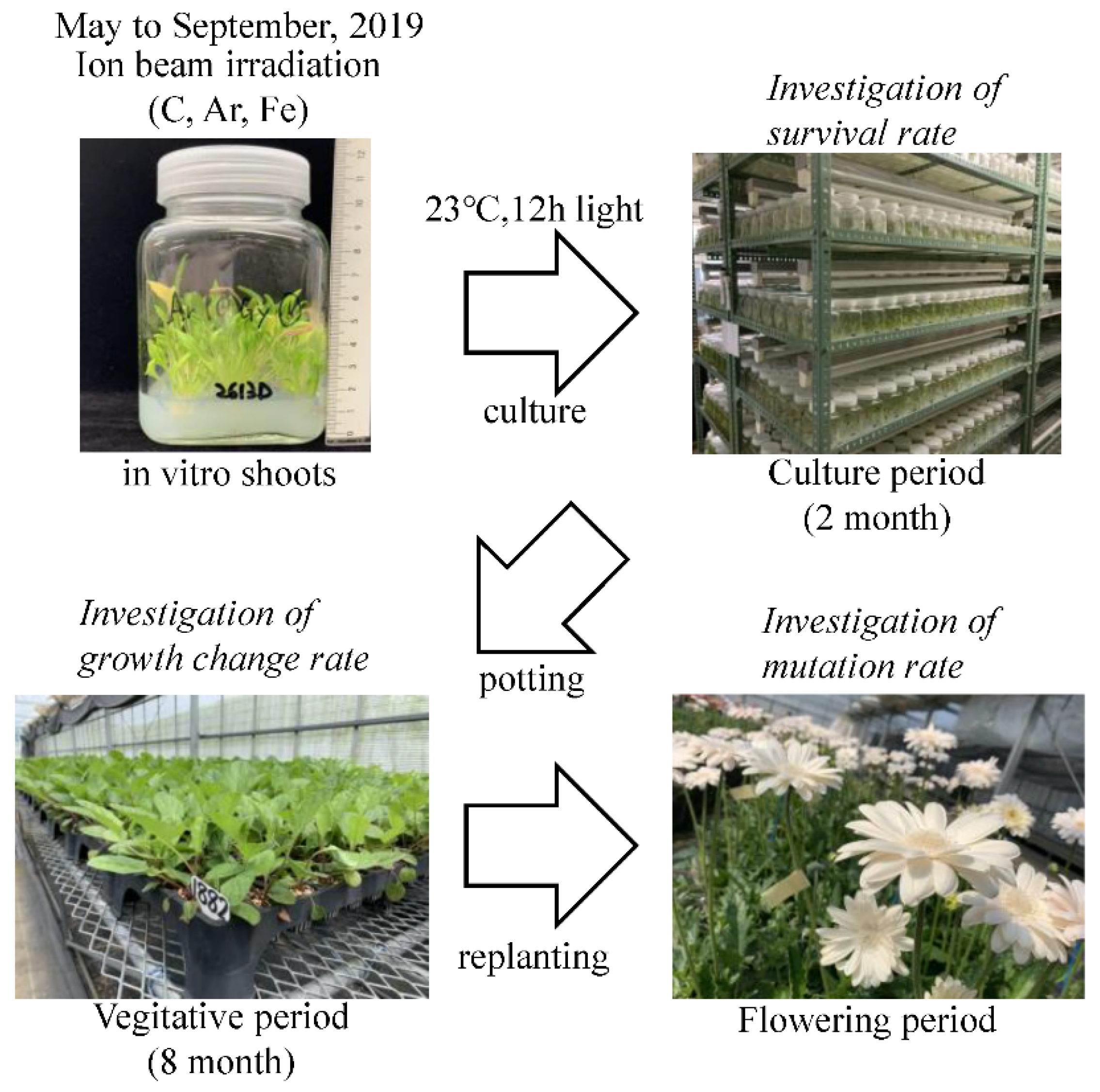 Plants 10 01480 g001 Plants 10 01480 g001