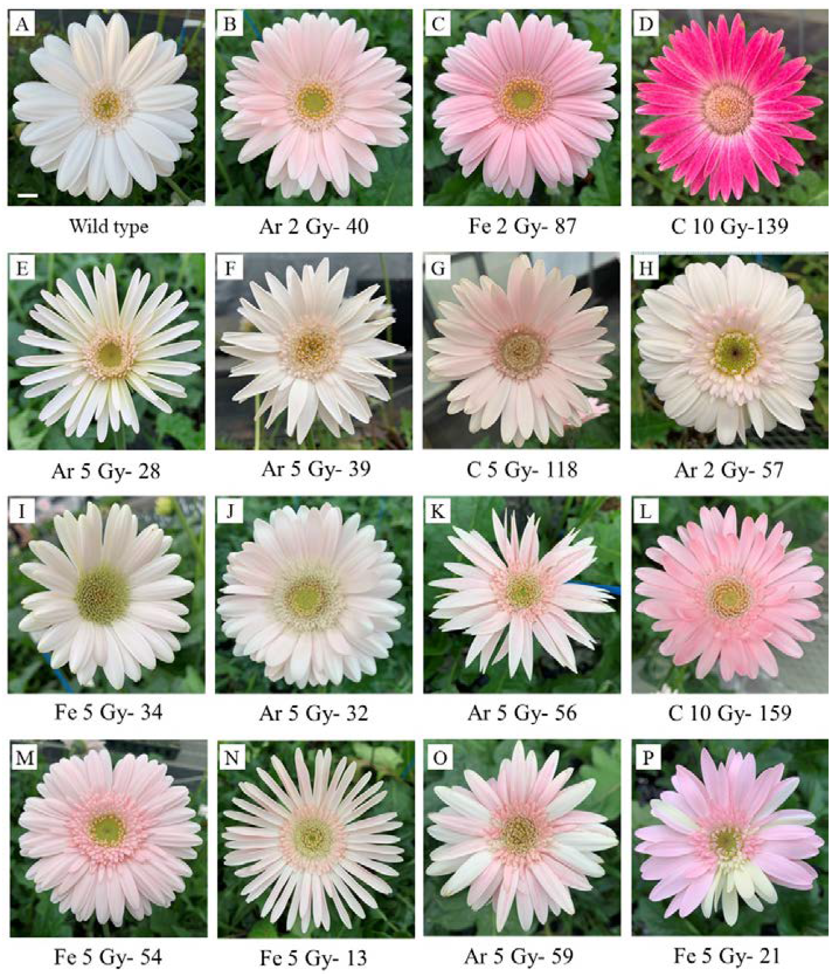 Plants 10 01480 g004 Plants 10 01480 g004